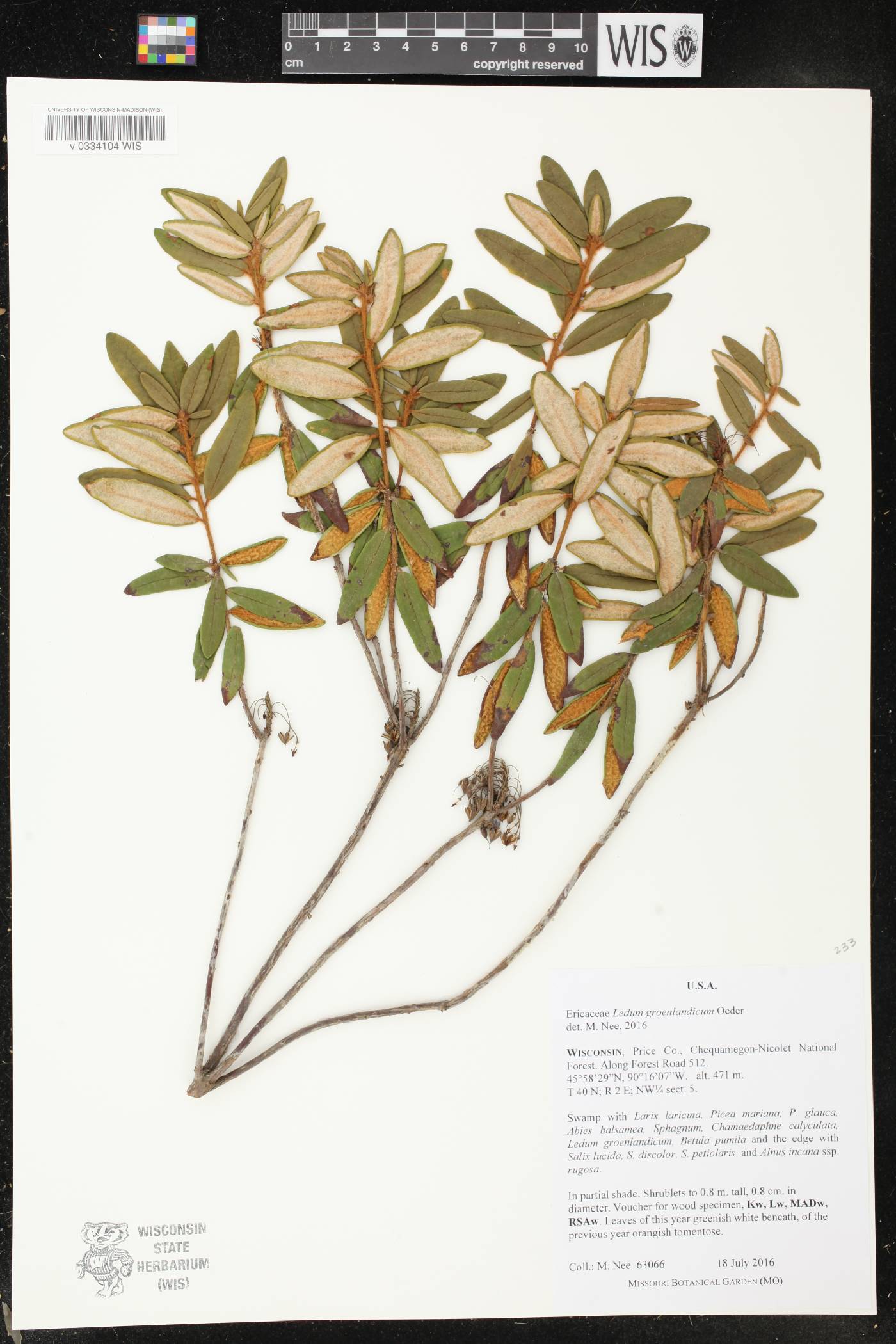 Rhododendron groenlandicum image