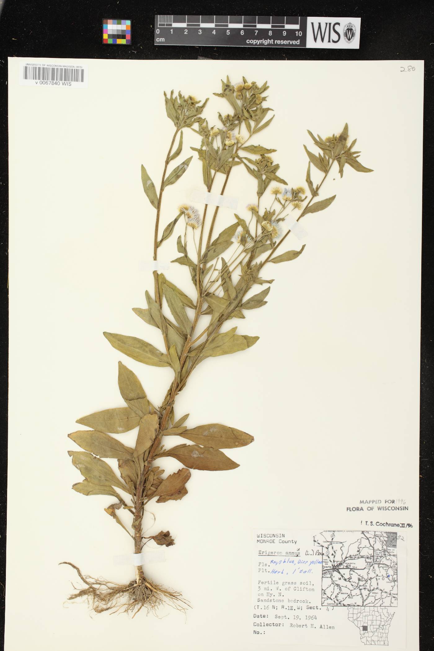Erigeron annuus image