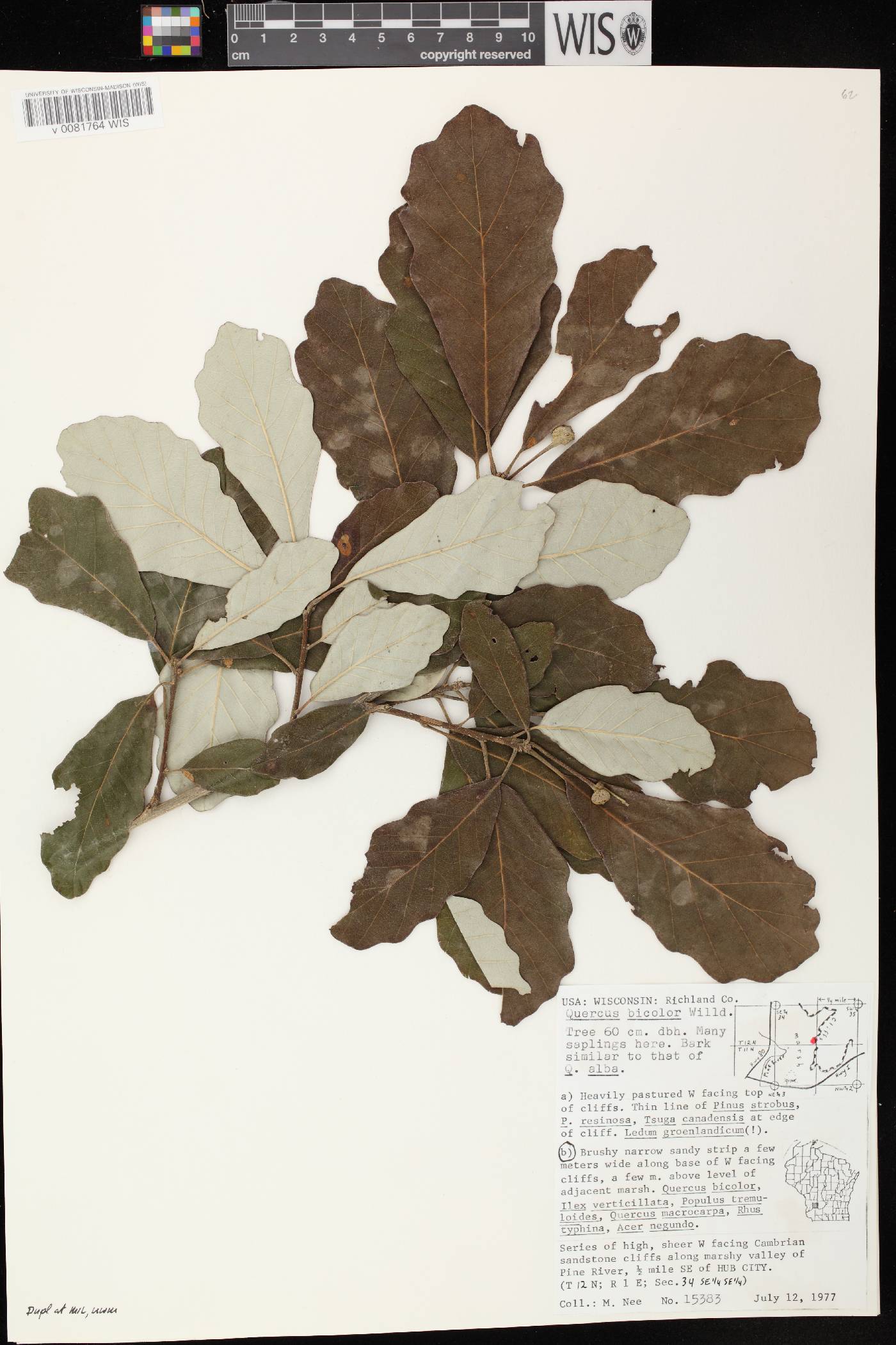Quercus bicolor image