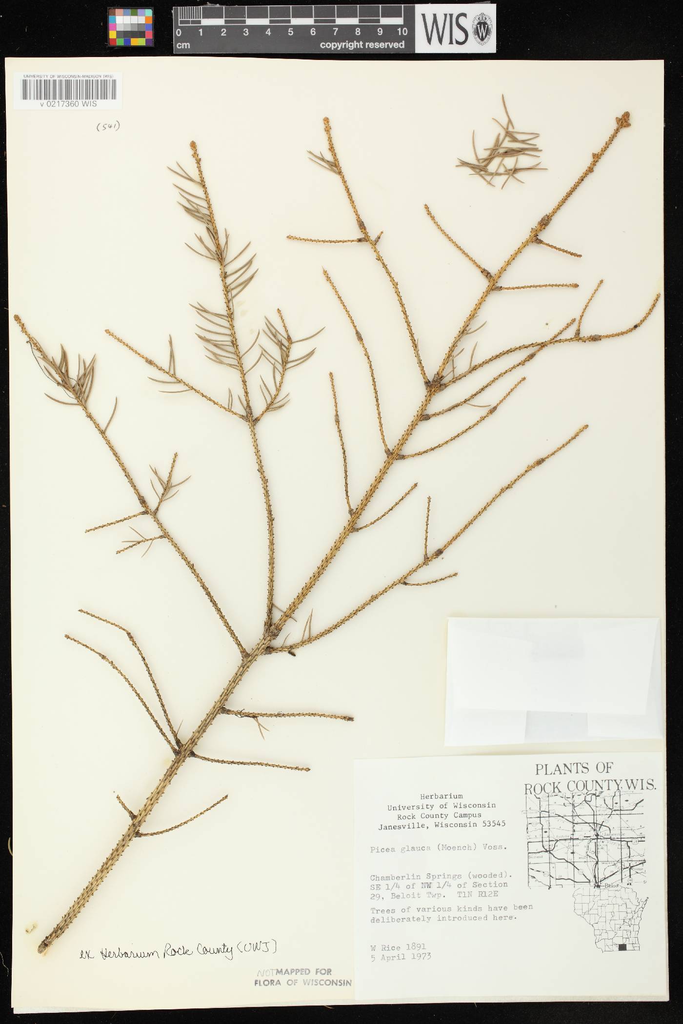 Picea glauca image