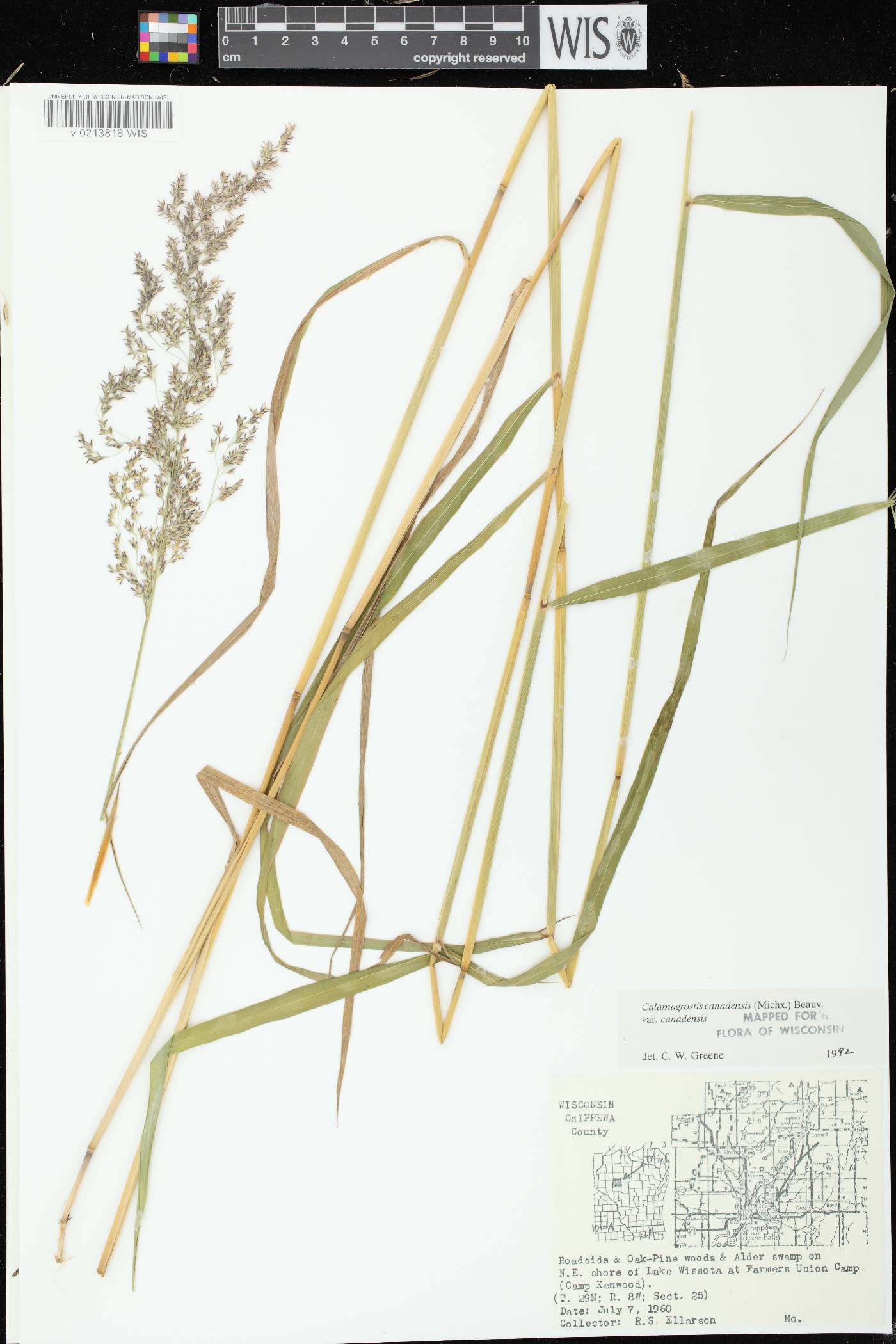 Calamagrostis canadensis var. canadensis image