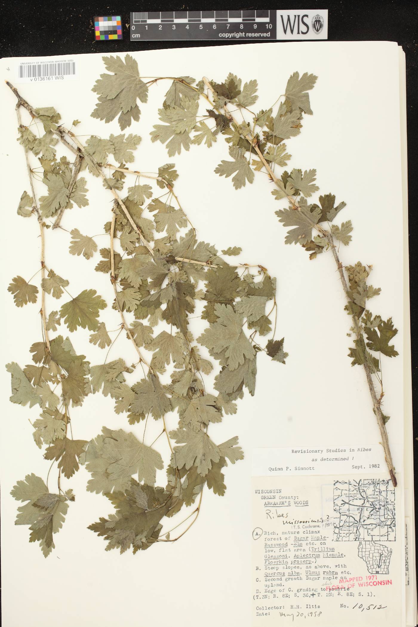 Ribes missouriense image