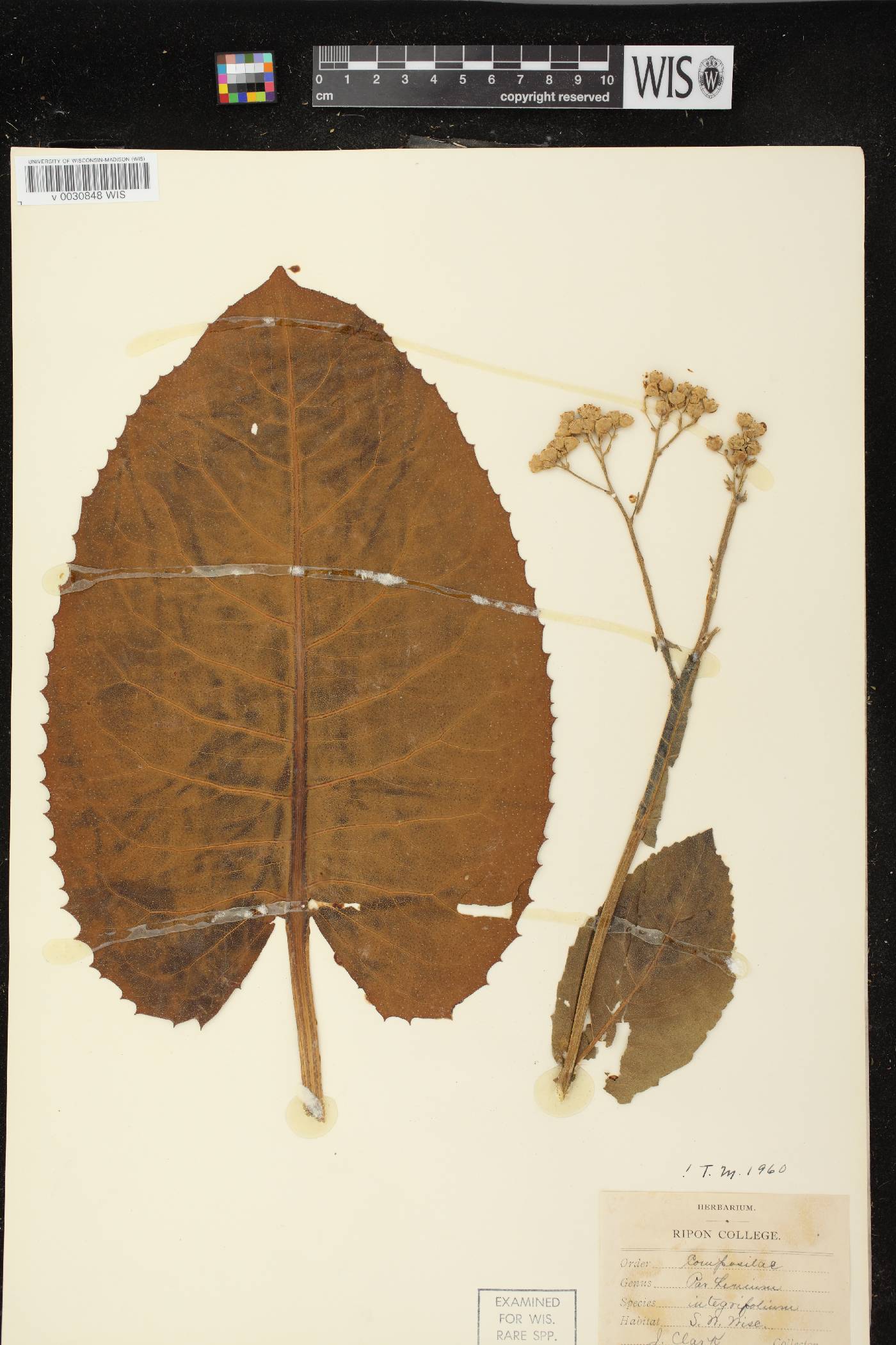 Parthenium integrifolium image