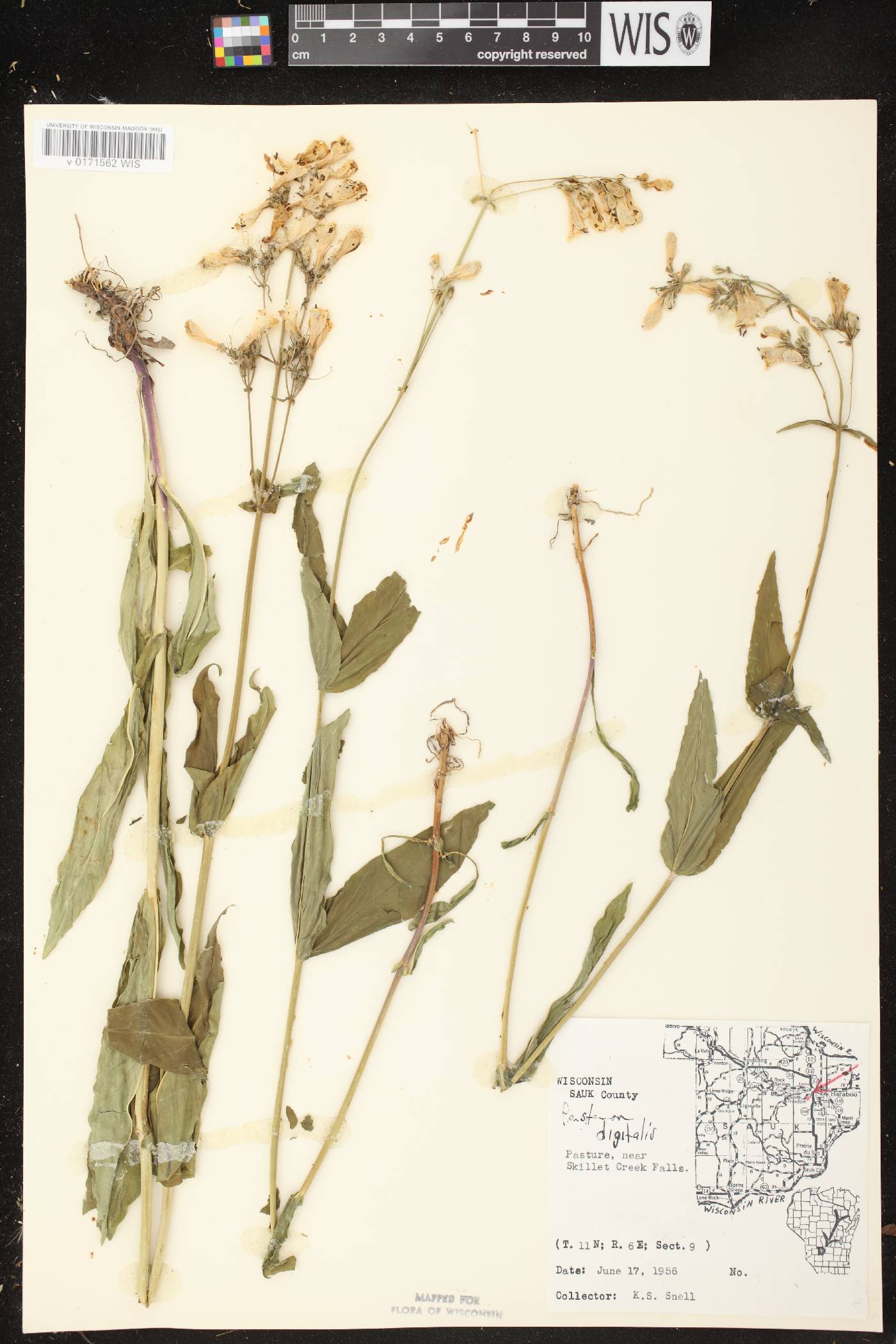 Penstemon digitalis image