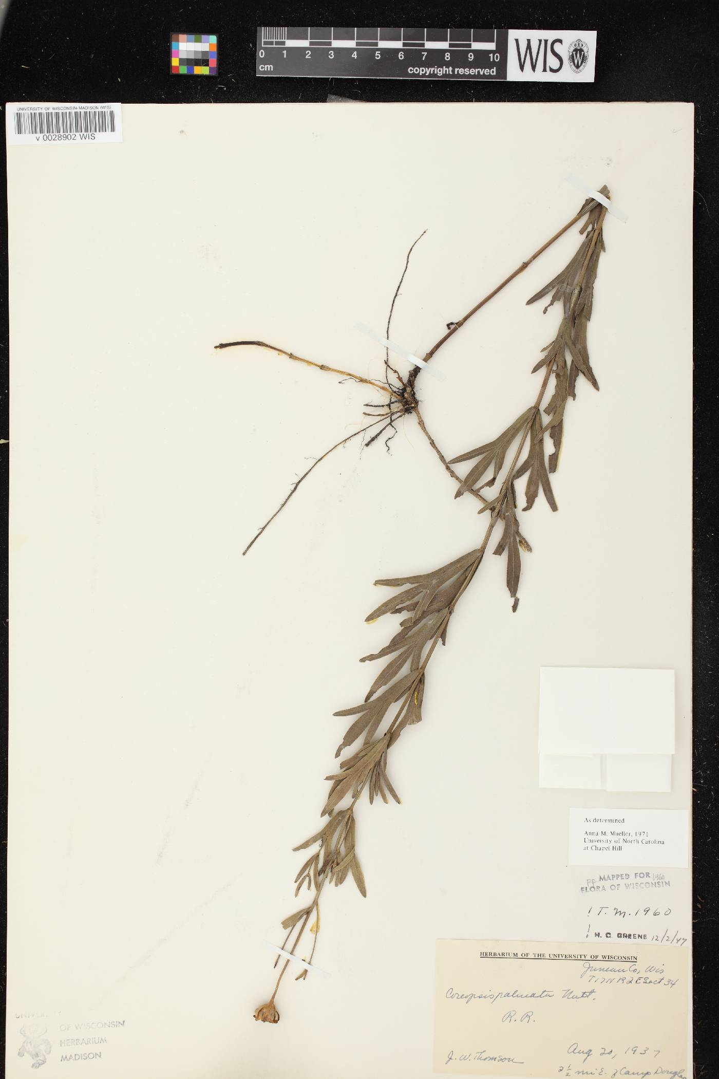 Coreopsis palmata image
