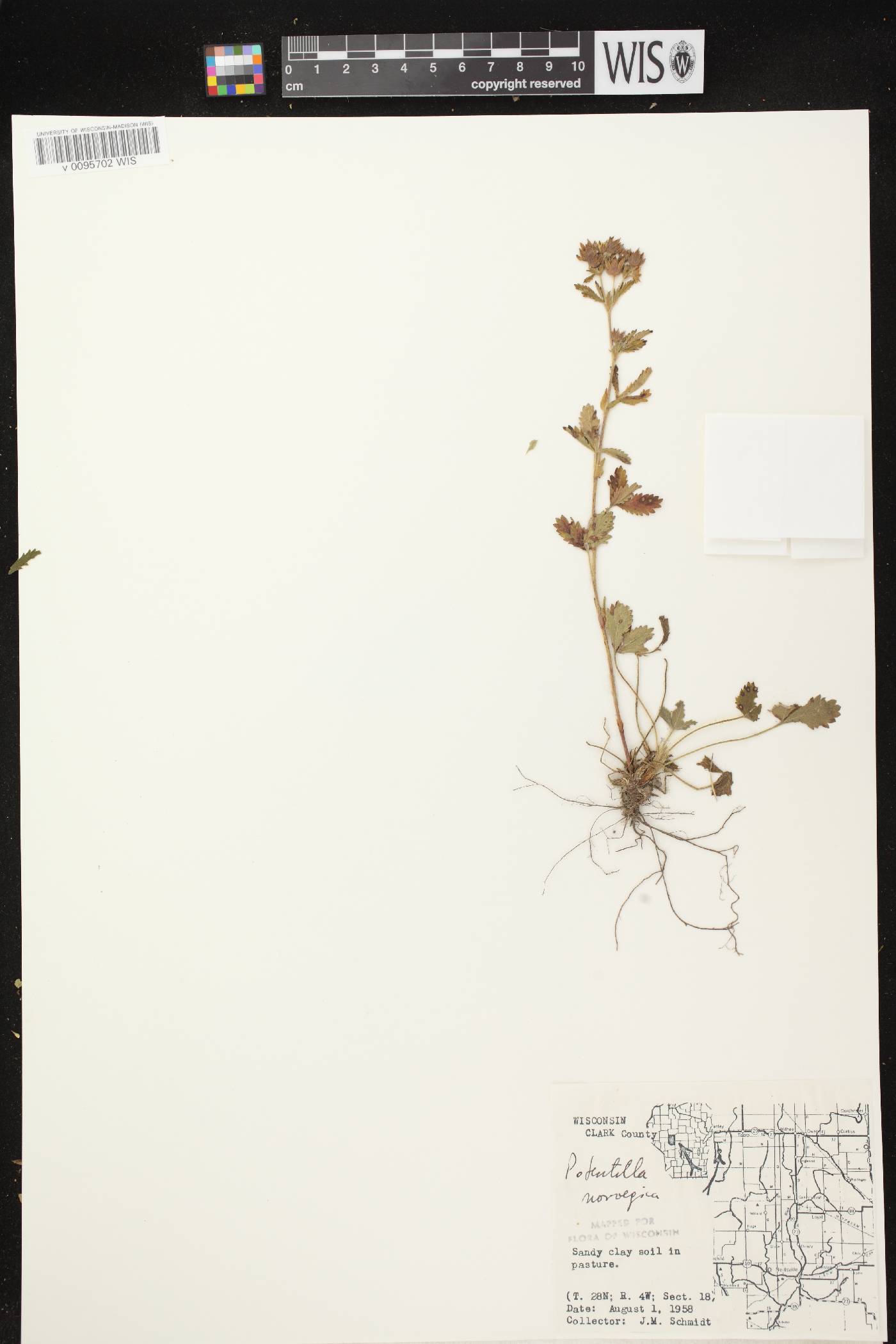 Potentilla norvegica image