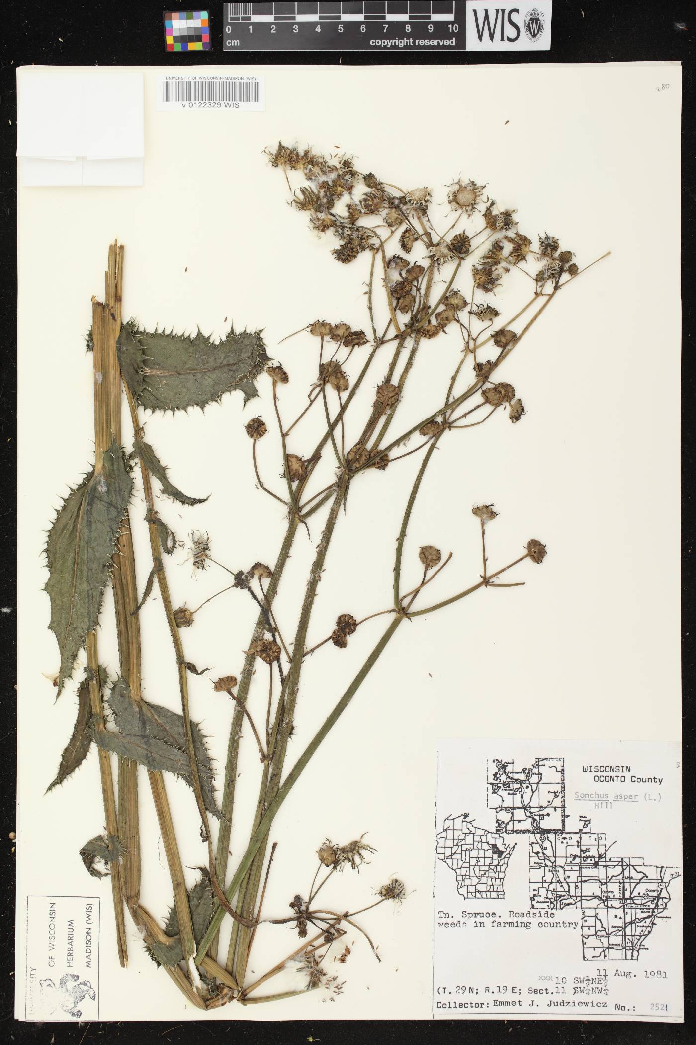 Sonchus asper image