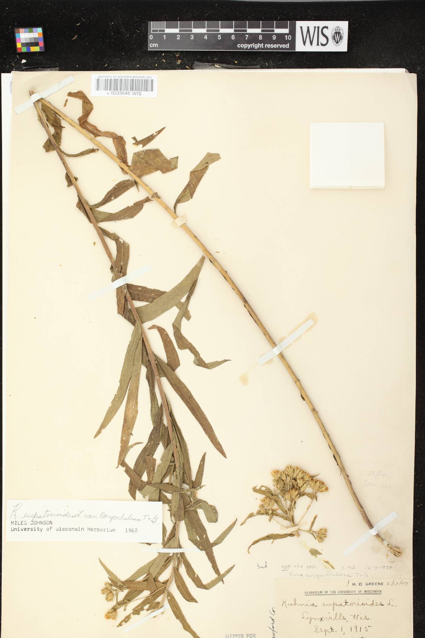 Brickellia eupatorioides image