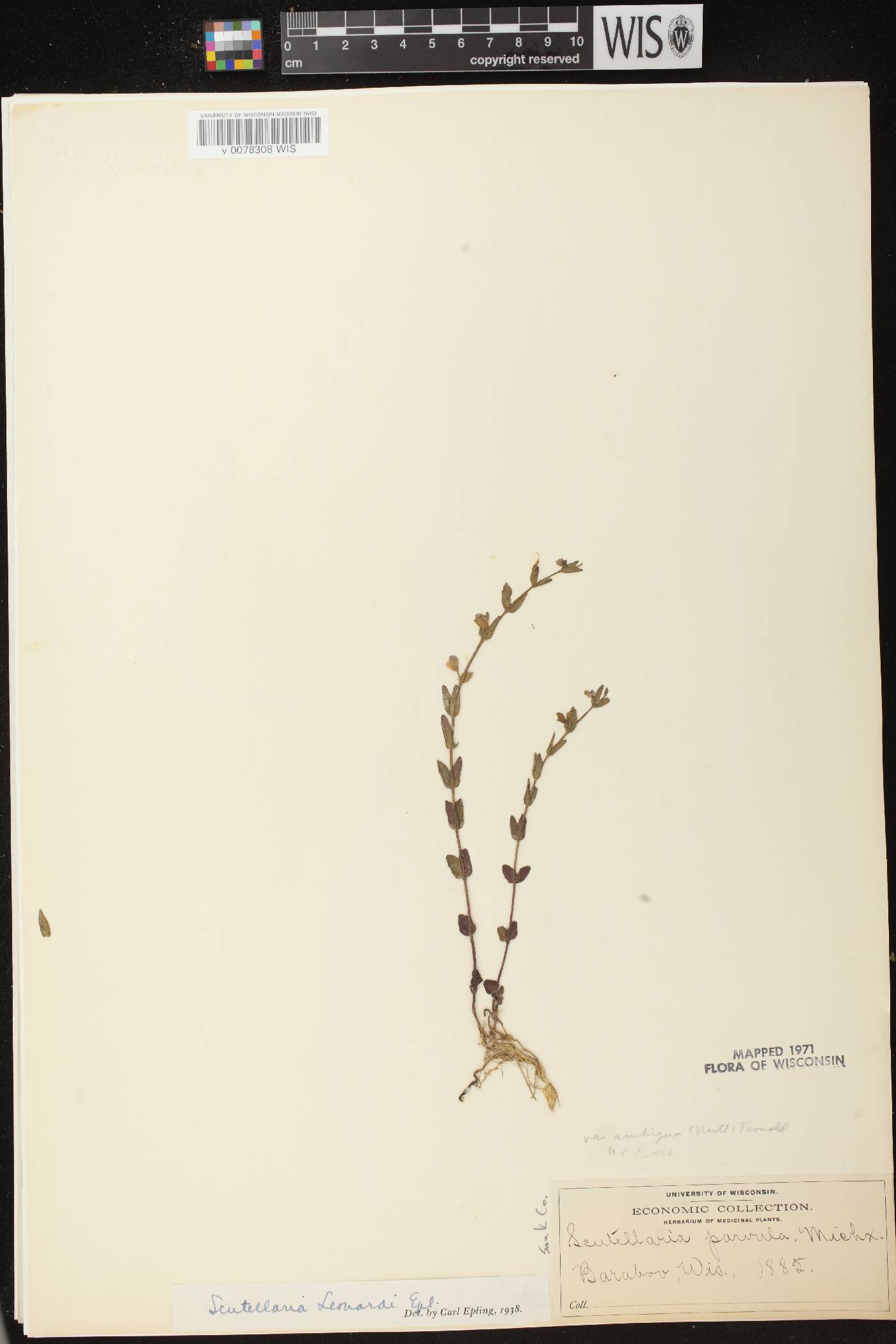 Scutellaria parvula var. missouriensis image