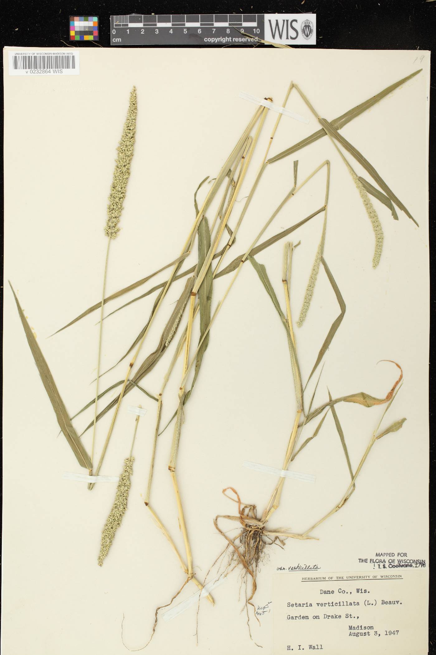 Setaria verticillata image