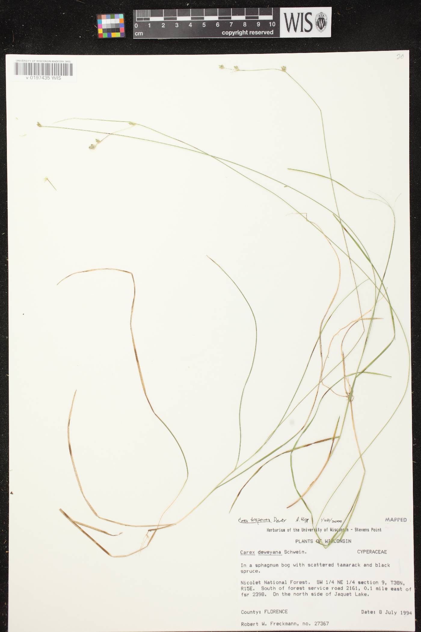 Carex trisperma image