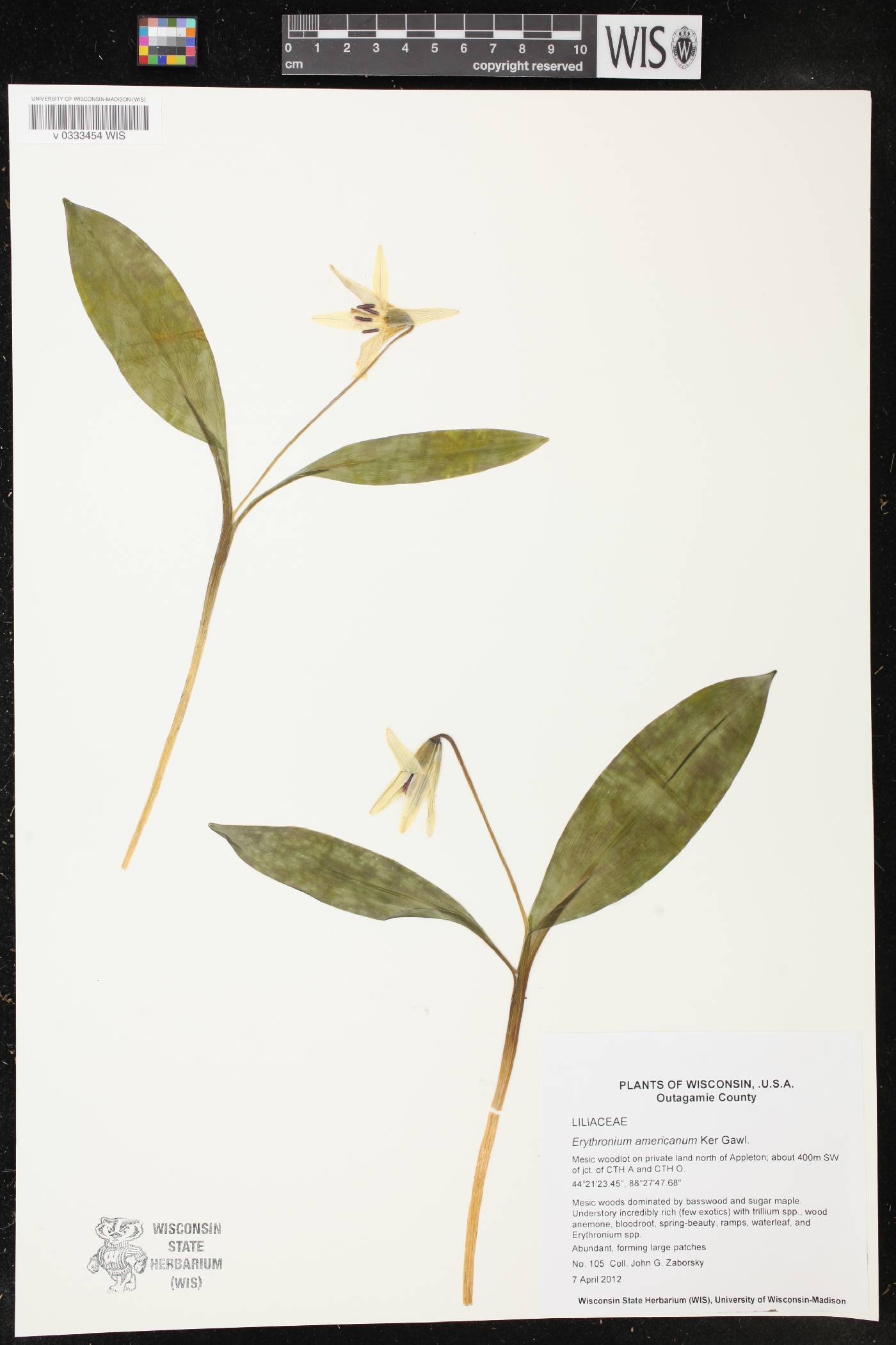Erythronium americanum image