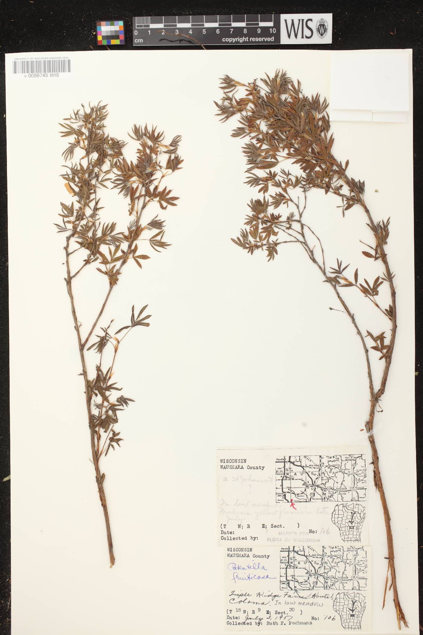 Dasiphora fruticosa image