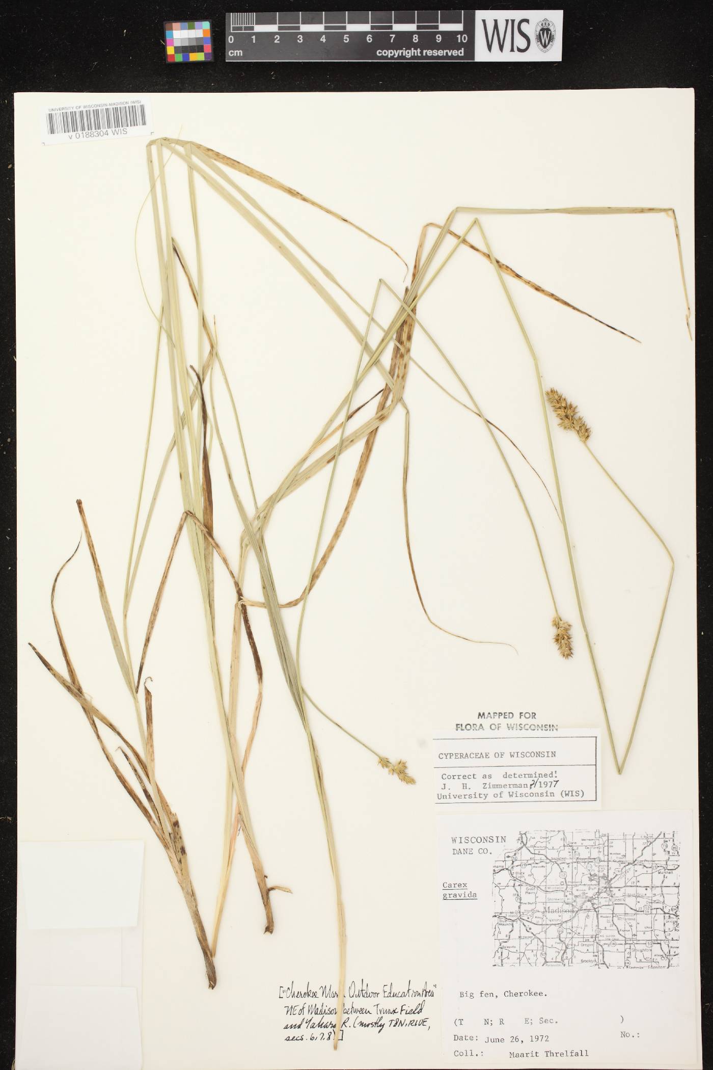 Carex gravida image