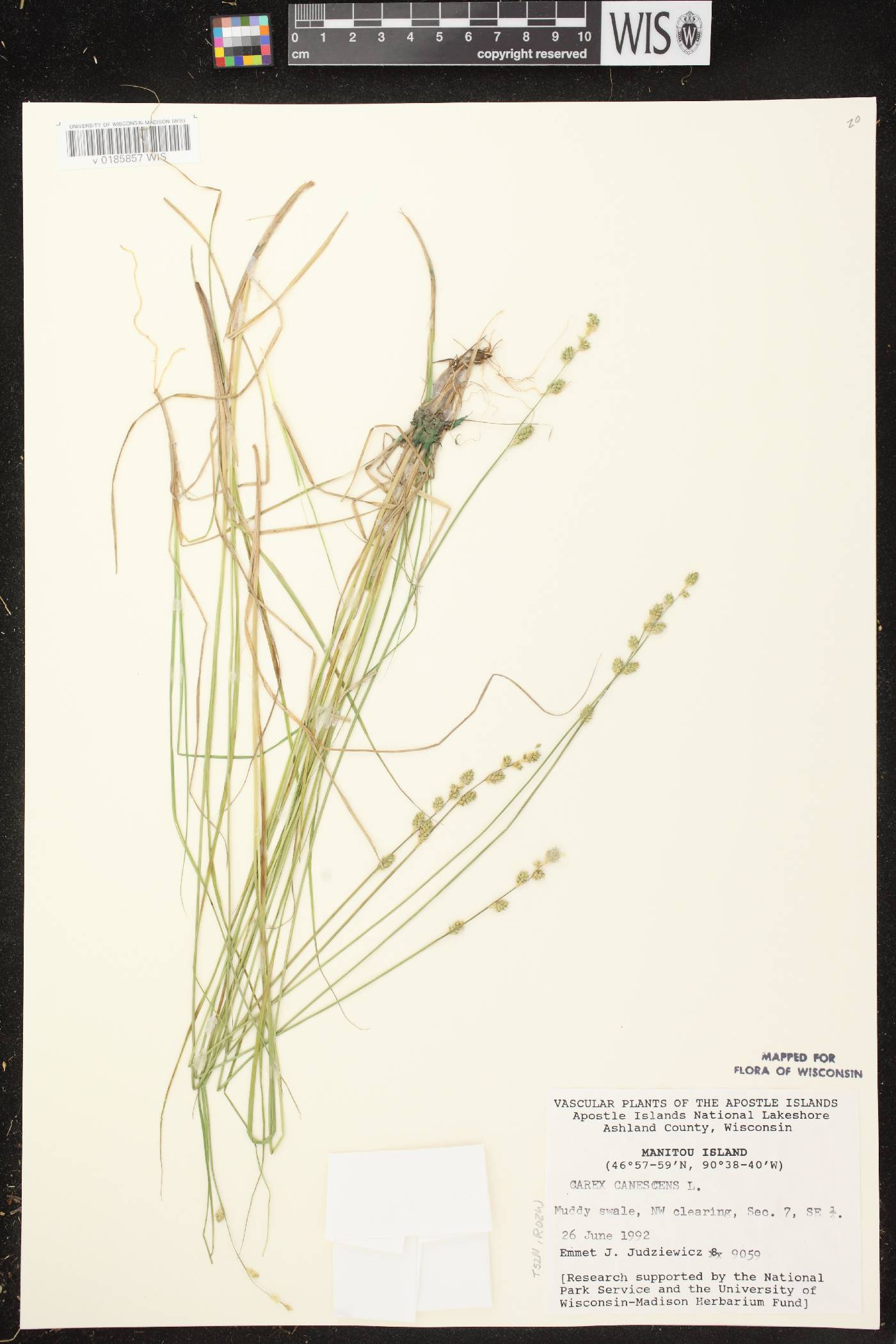 Carex canescens image