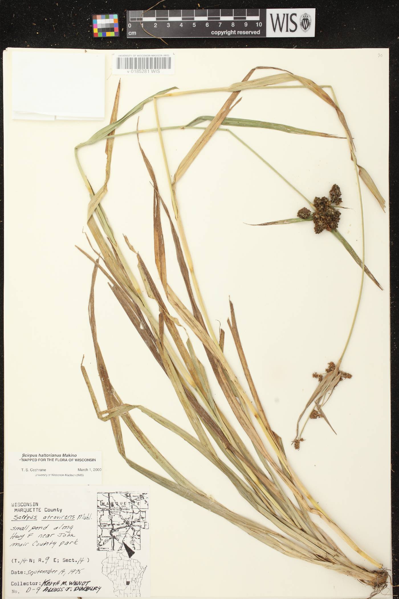 Scirpus hattorianus image