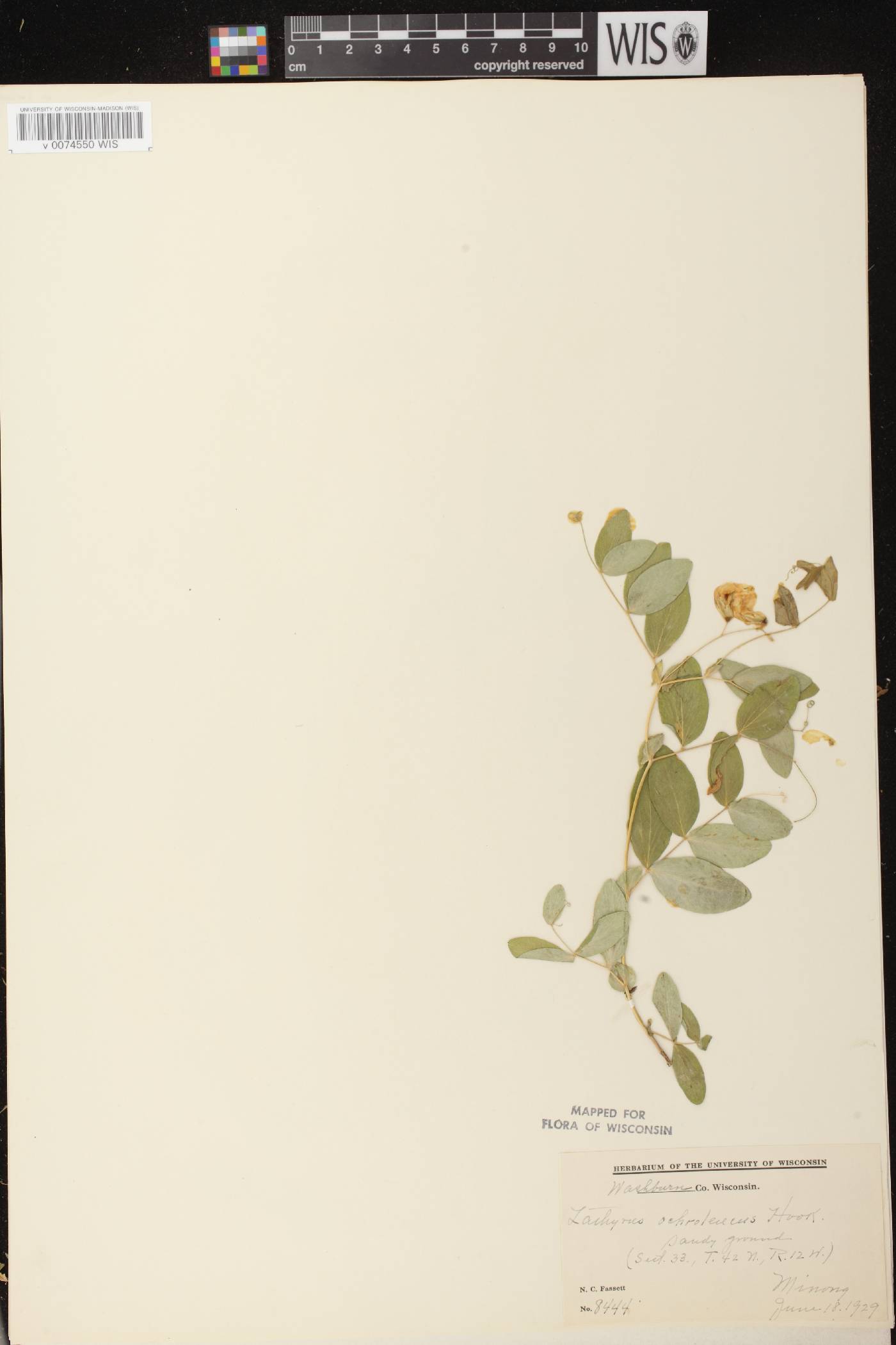 Lathyrus ochroleucus image