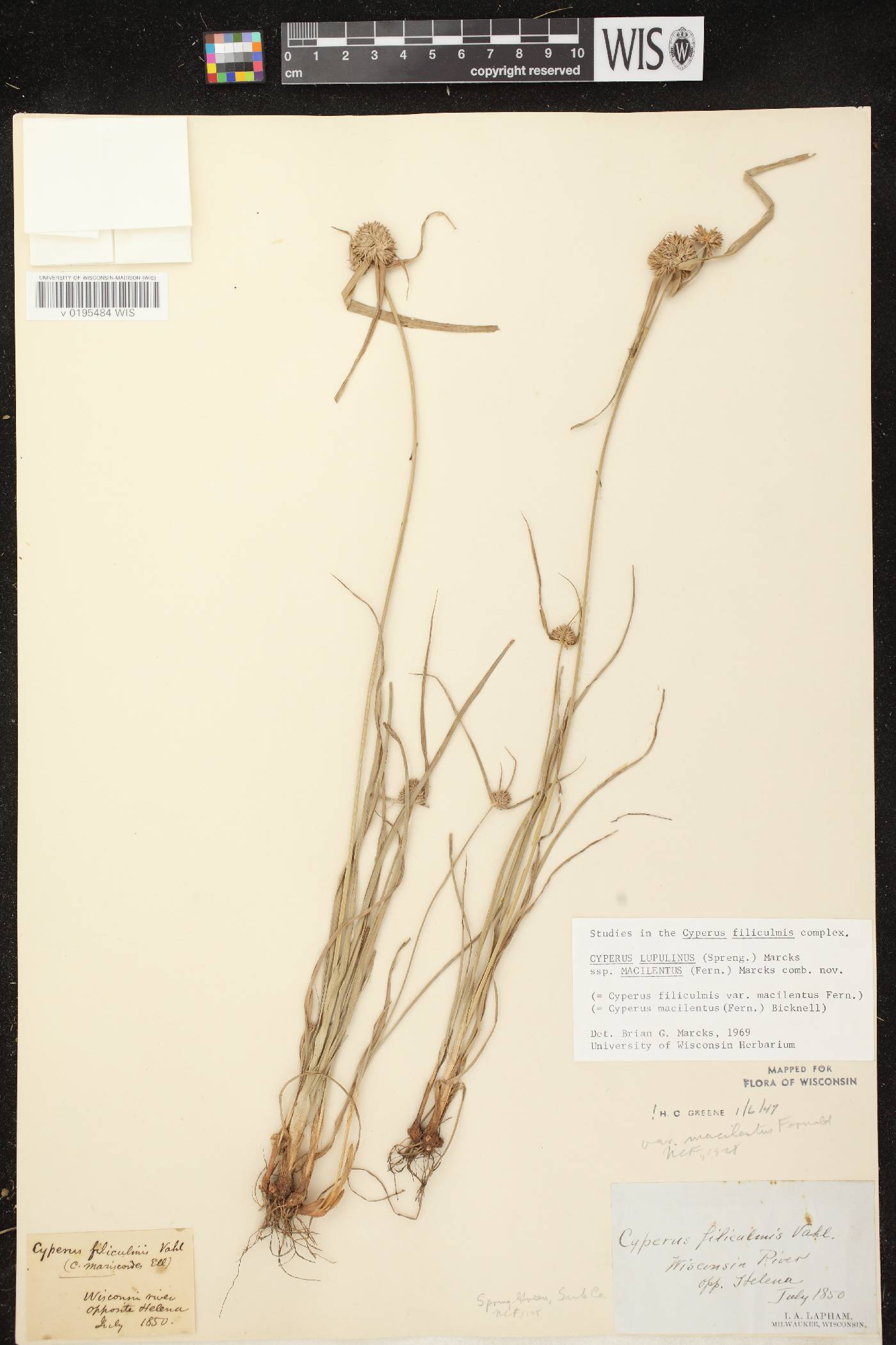 Cyperus lupulinus subsp. macilentus image