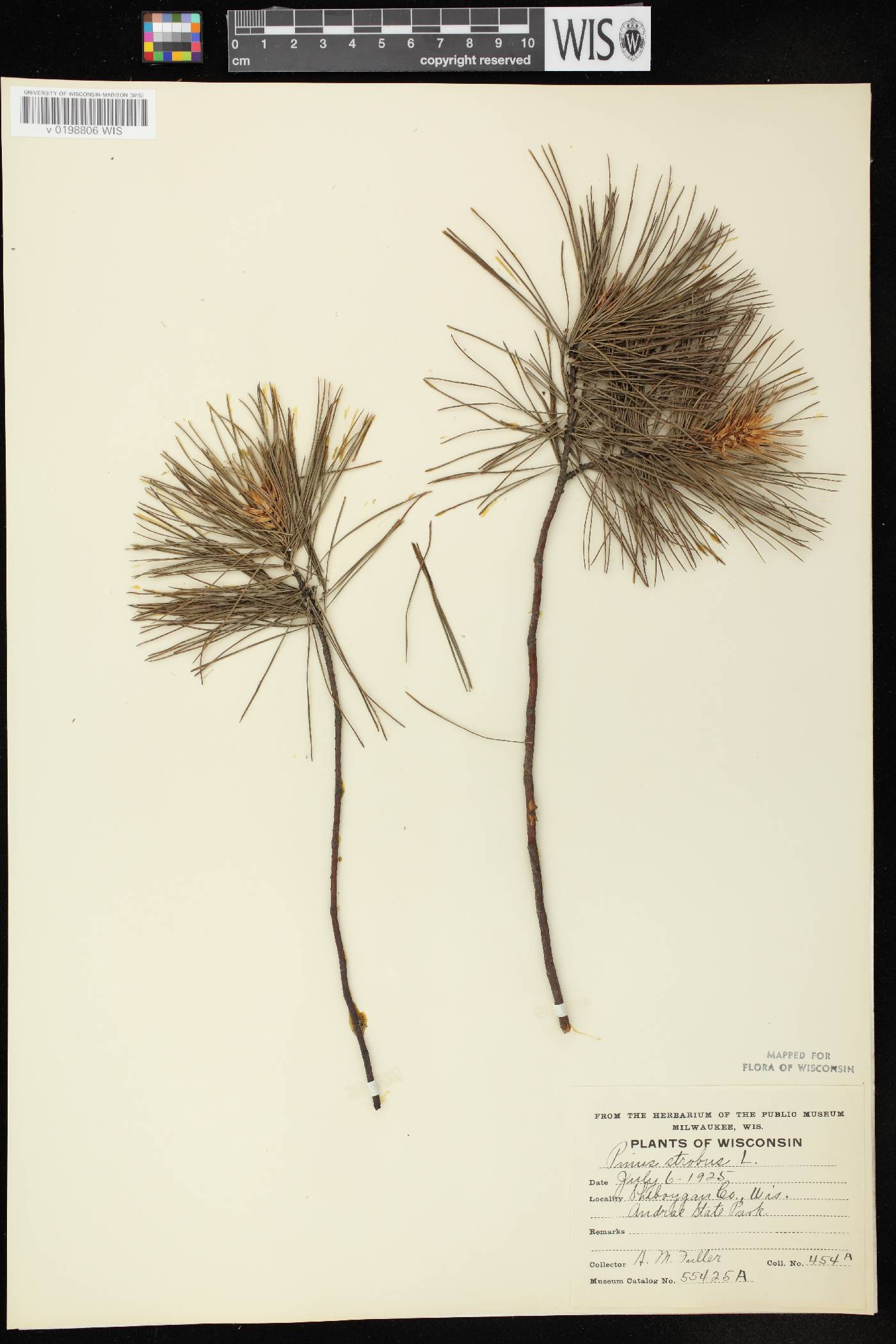 Pinus strobus image