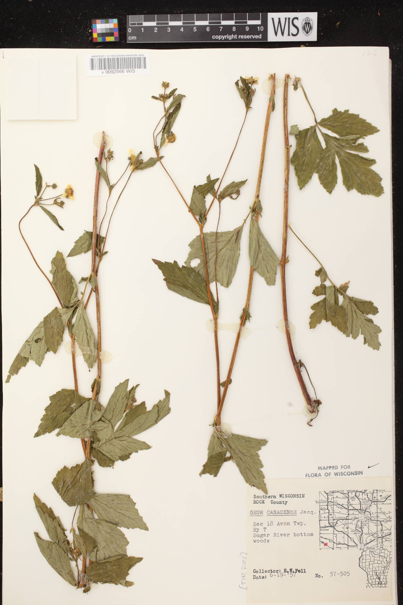 Geum canadense image