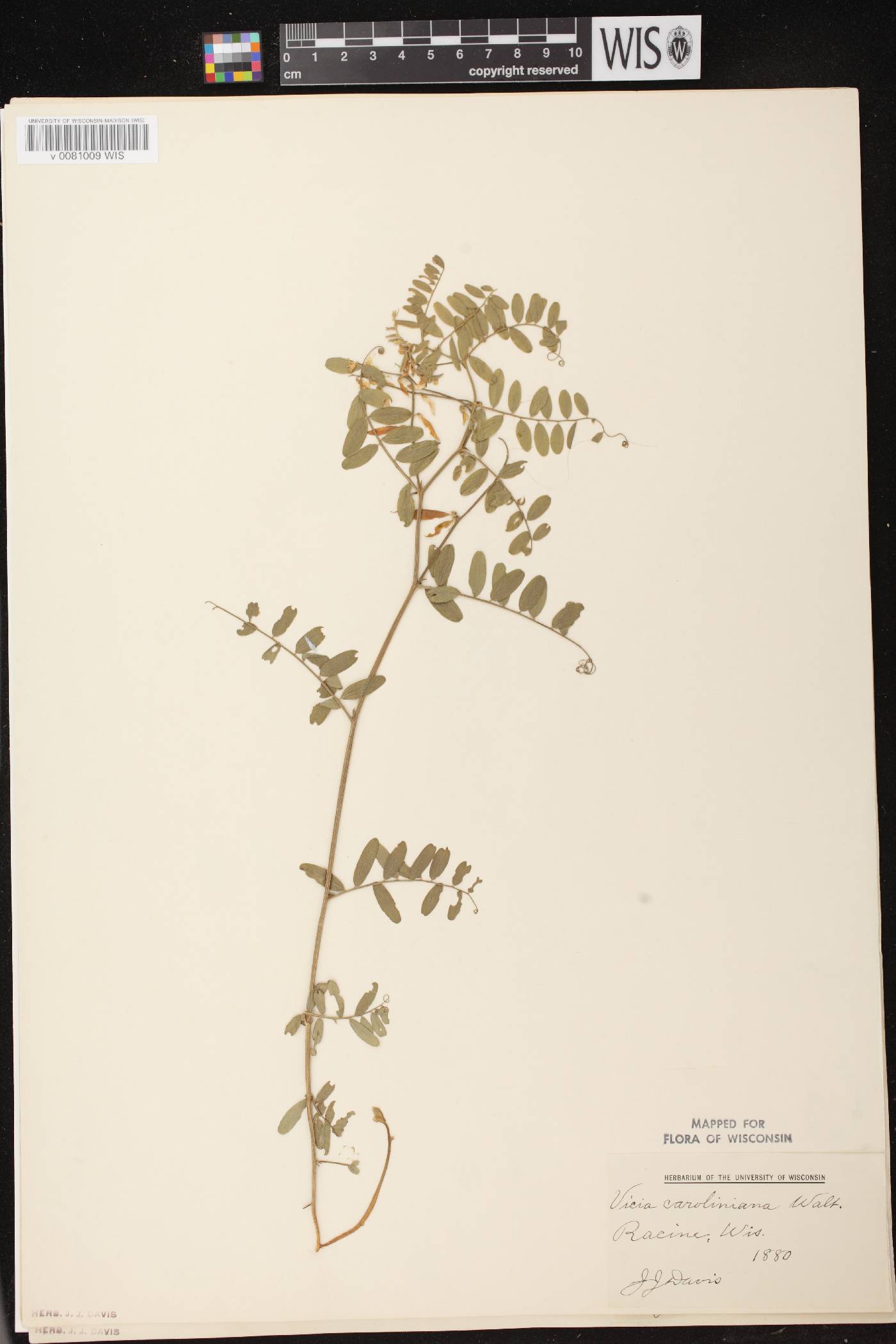Vicia caroliniana image