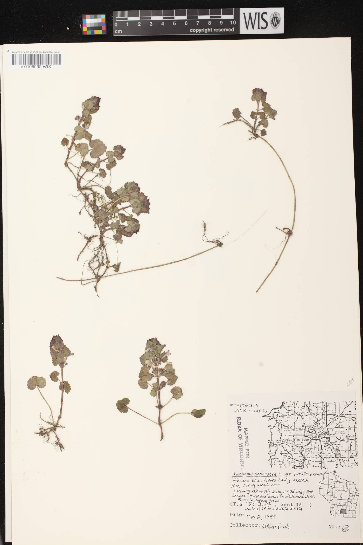 Glechoma hederacea var. micrantha image