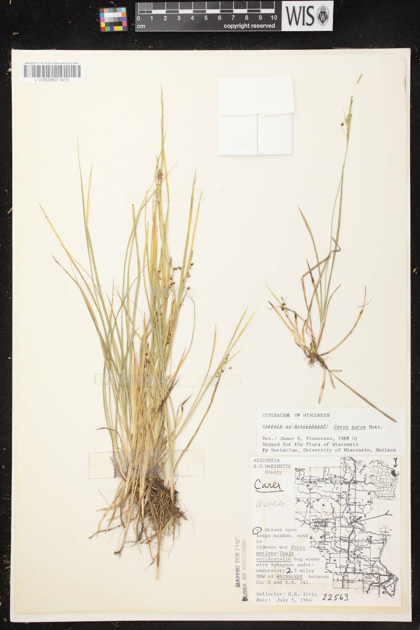 Carex aurea image