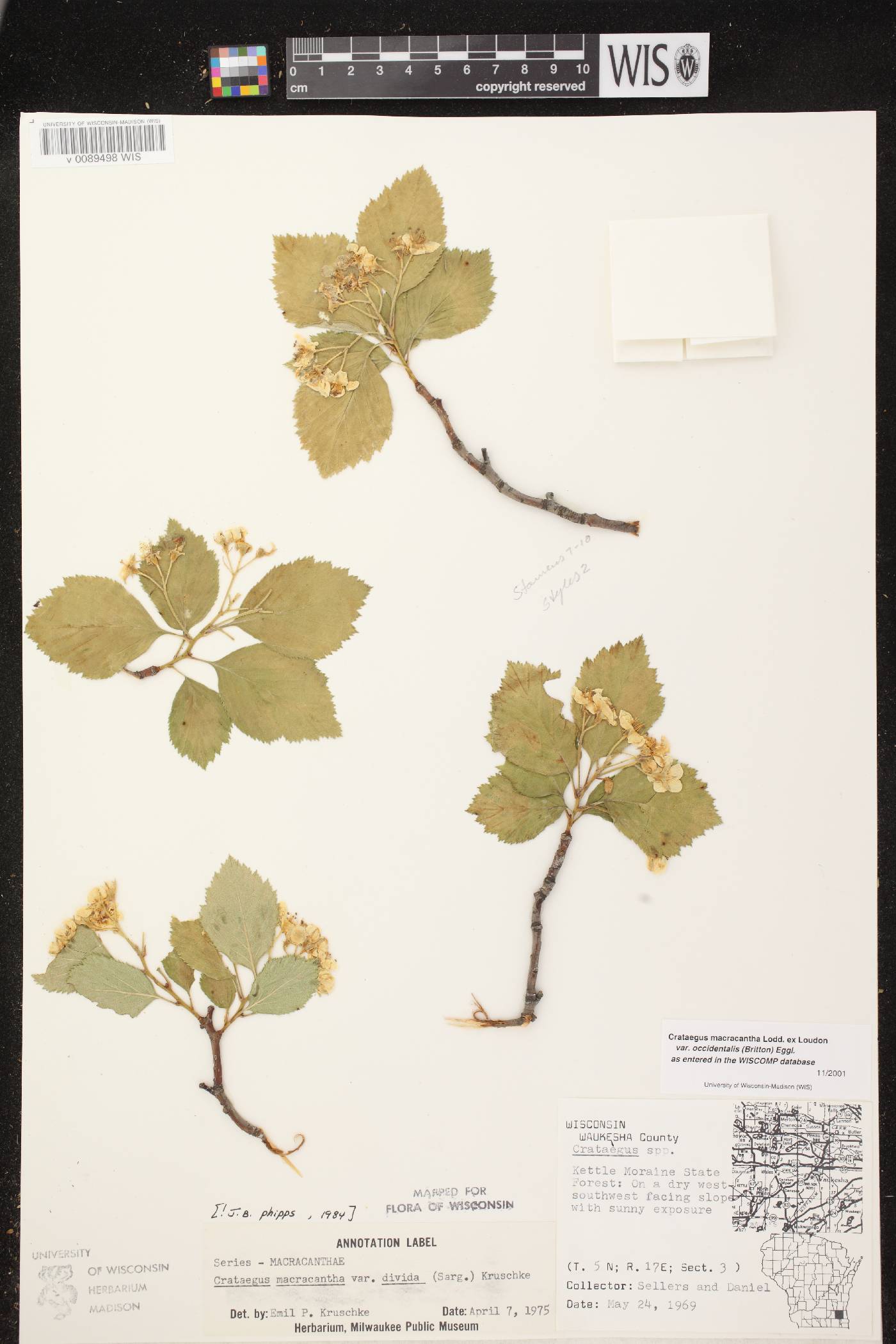 Crataegus macracantha image