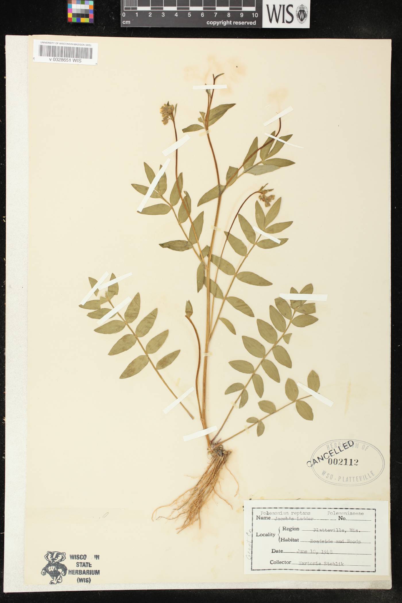 Polemonium reptans var. reptans image
