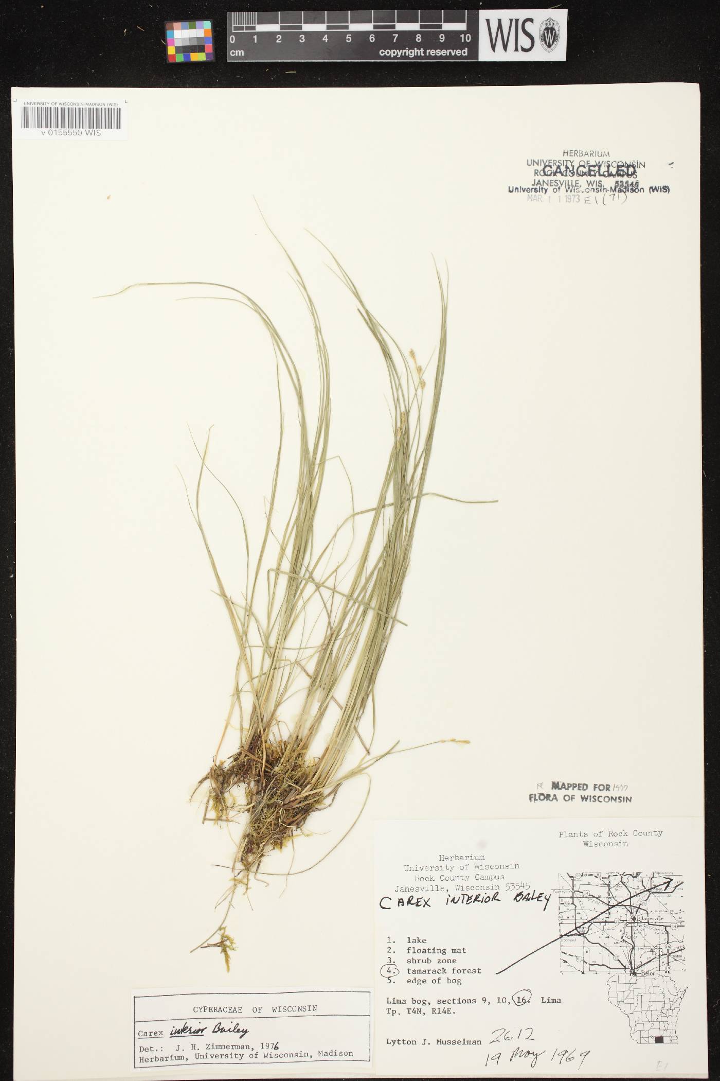 Carex interior image