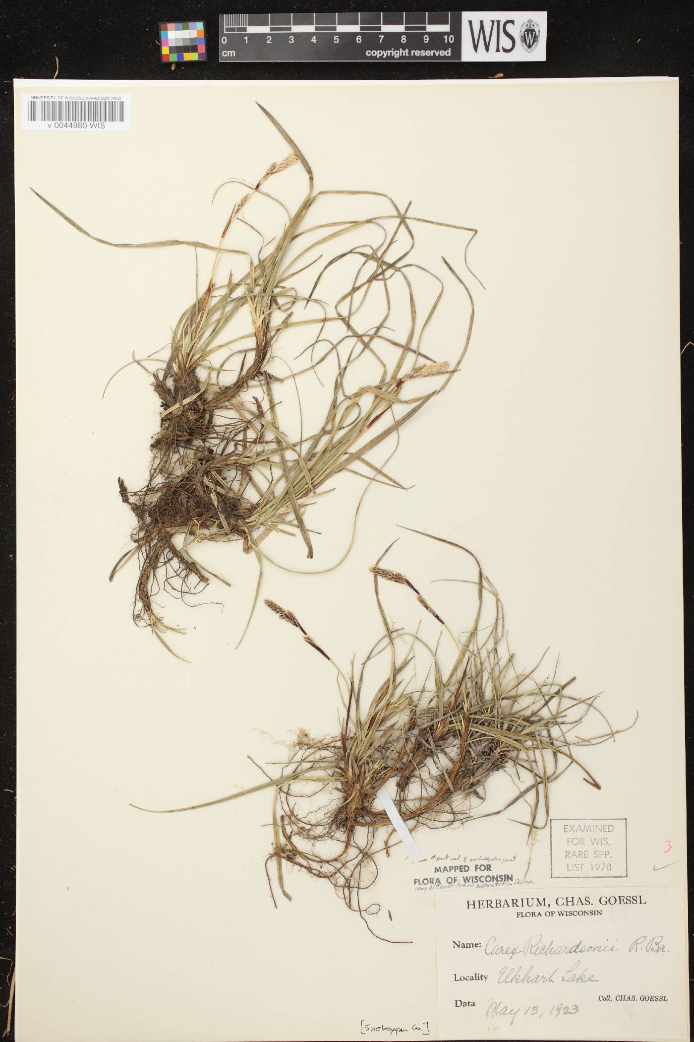 Carex richardsonii image