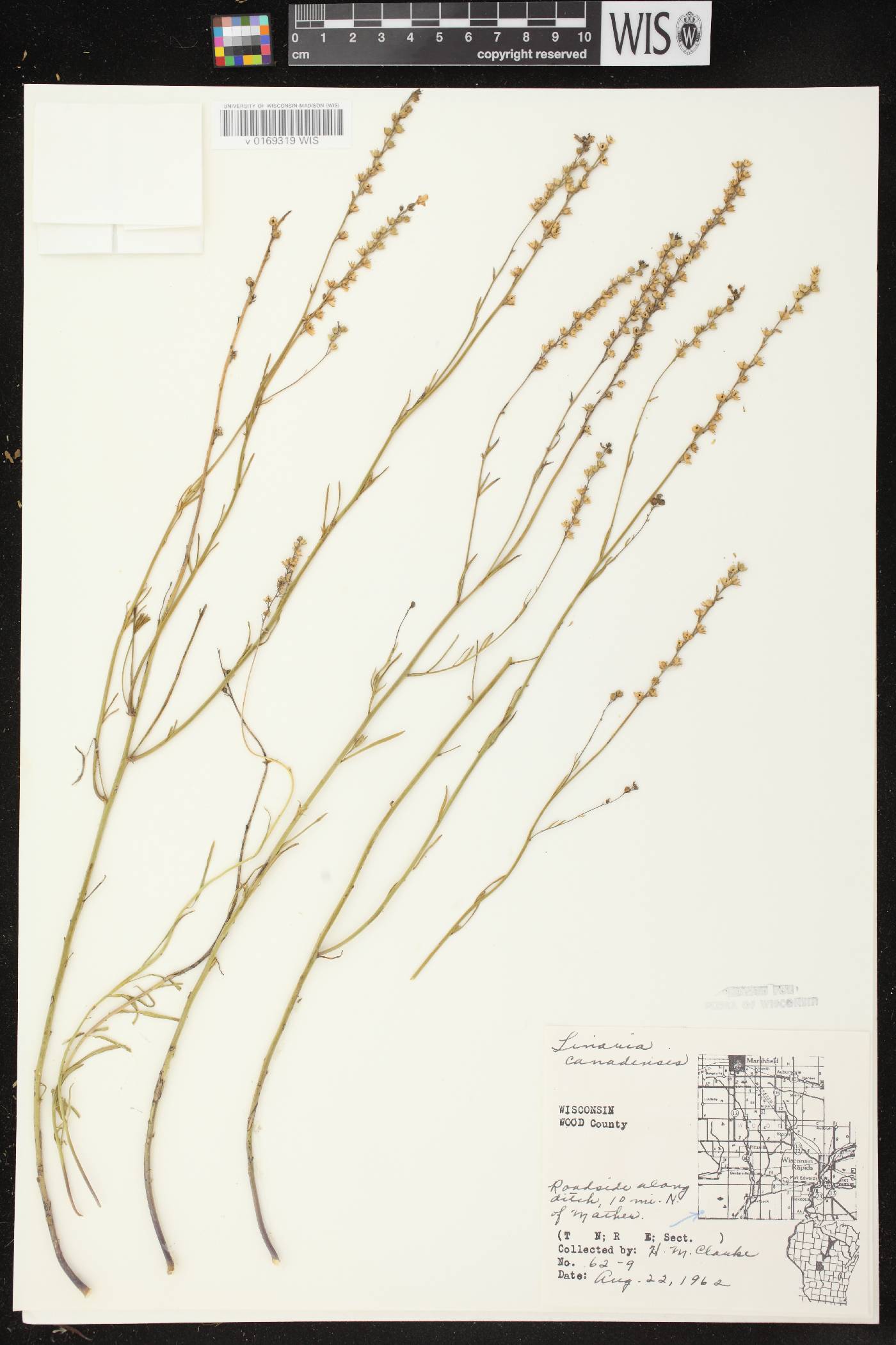 Nuttallanthus canadensis image