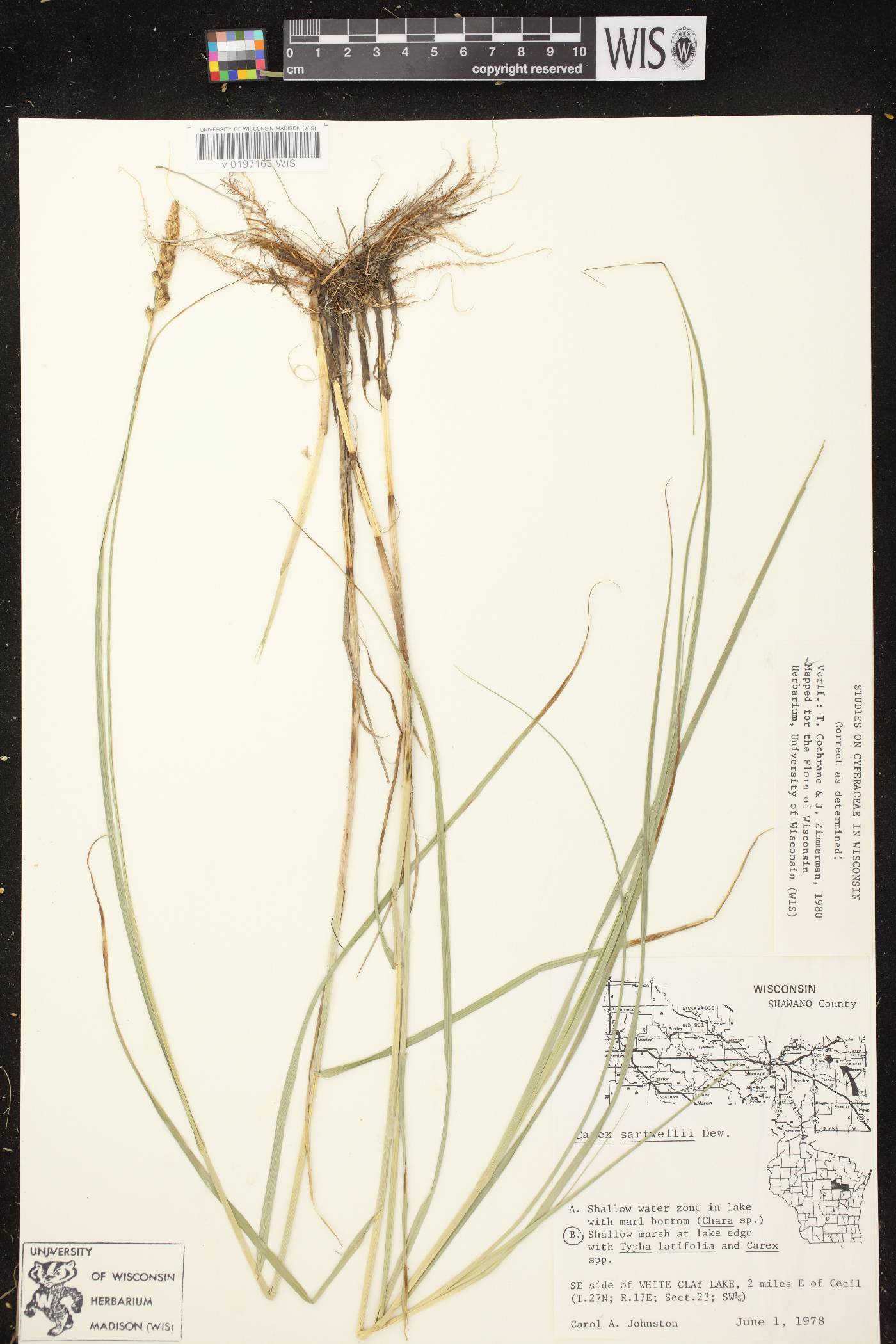 Carex sartwellii image