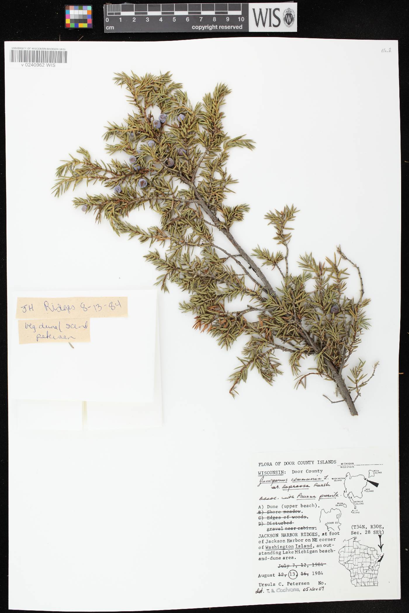 Juniperus communis image
