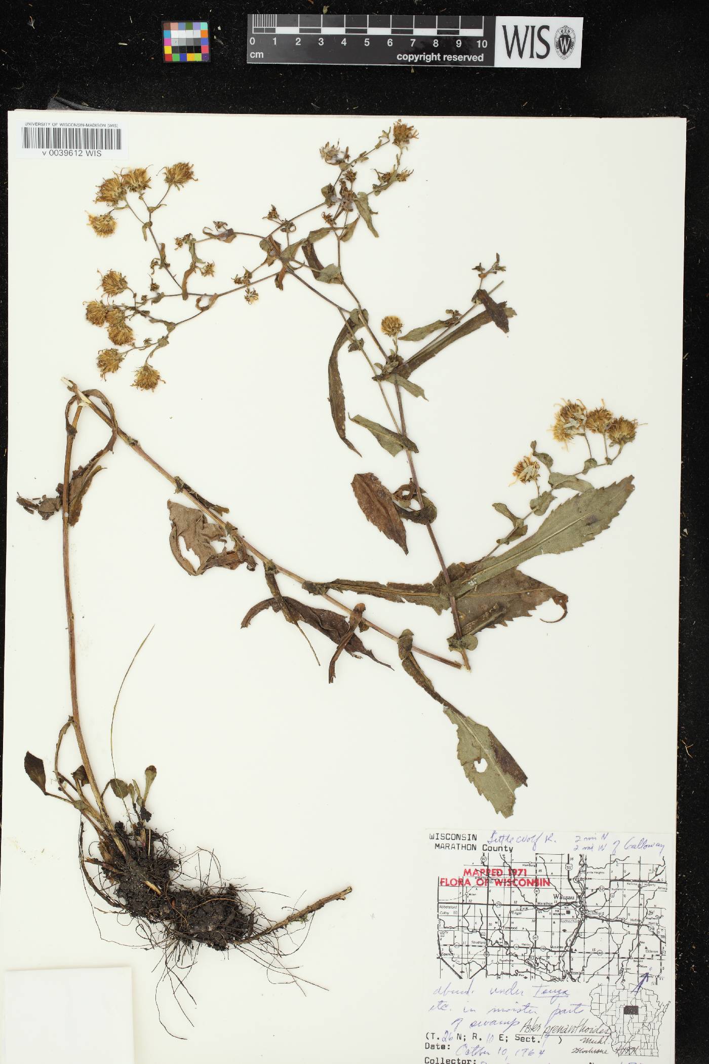 Symphyotrichum prenanthoides image