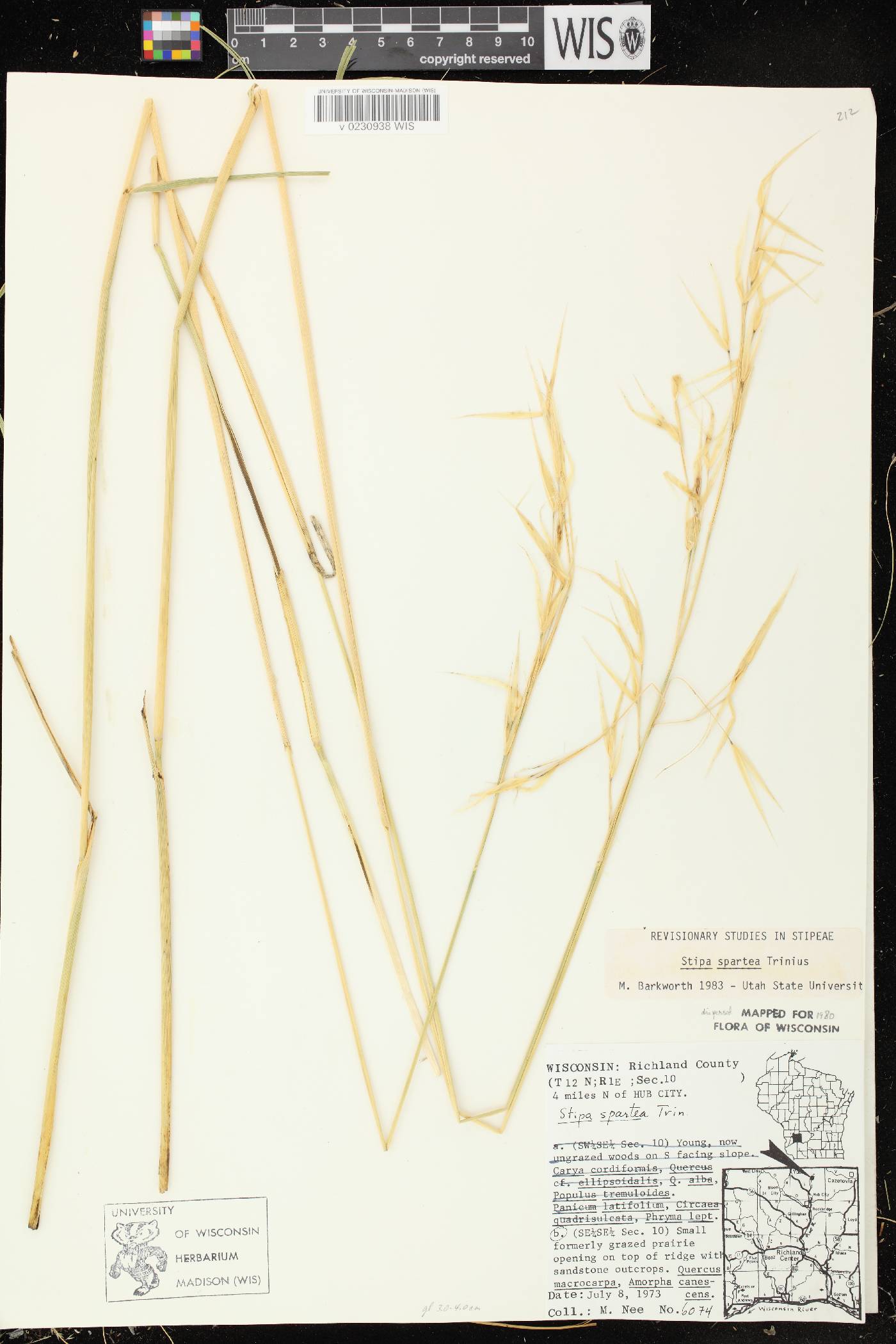 Hesperostipa spartea image