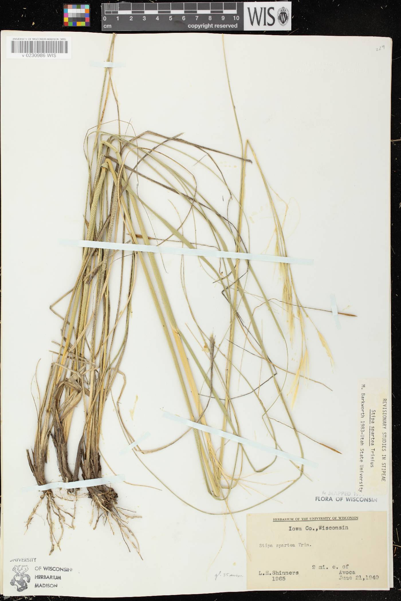Hesperostipa spartea image