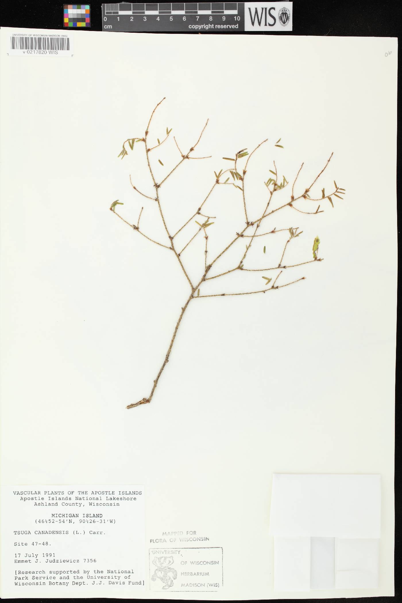 Tsuga canadensis image