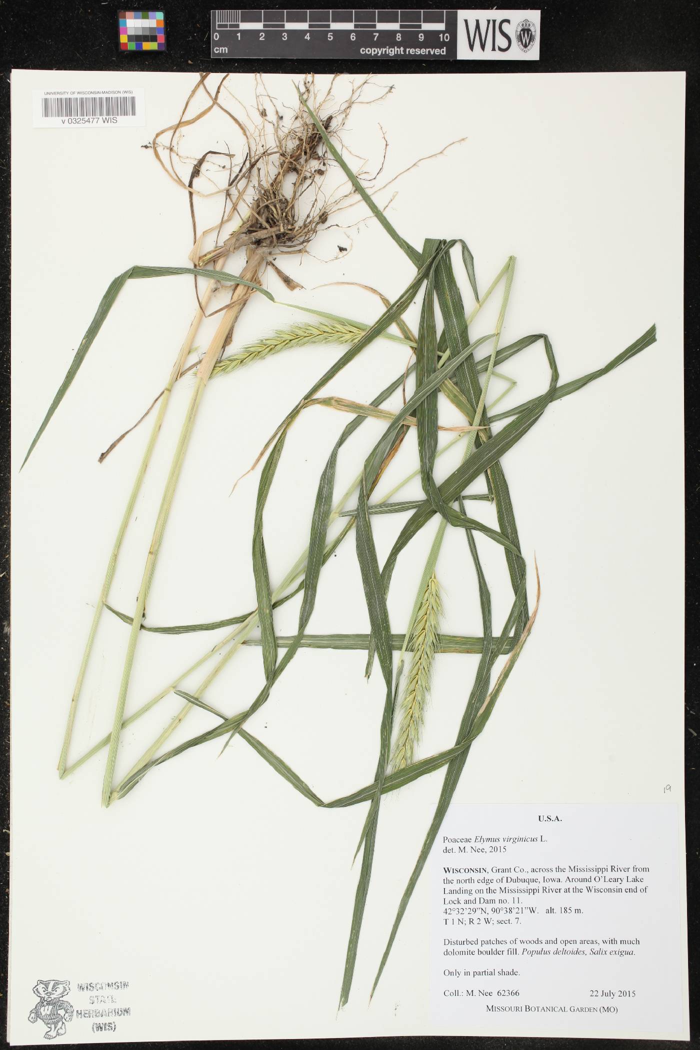 Elymus virginicus image