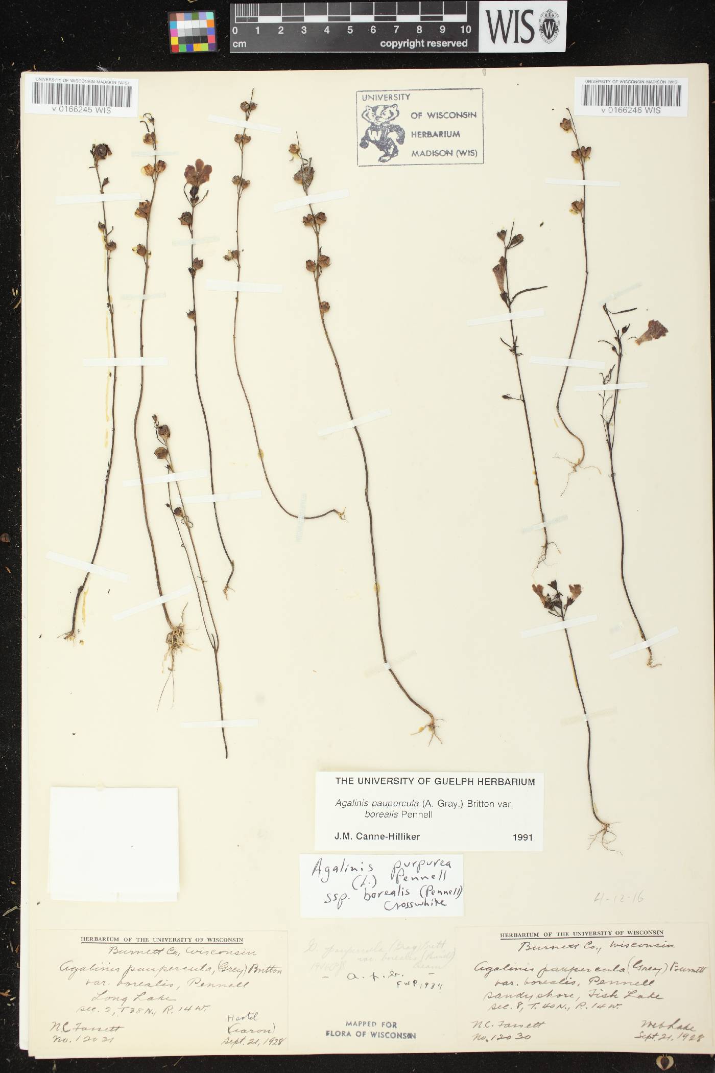 Agalinis paupercula var. borealis image