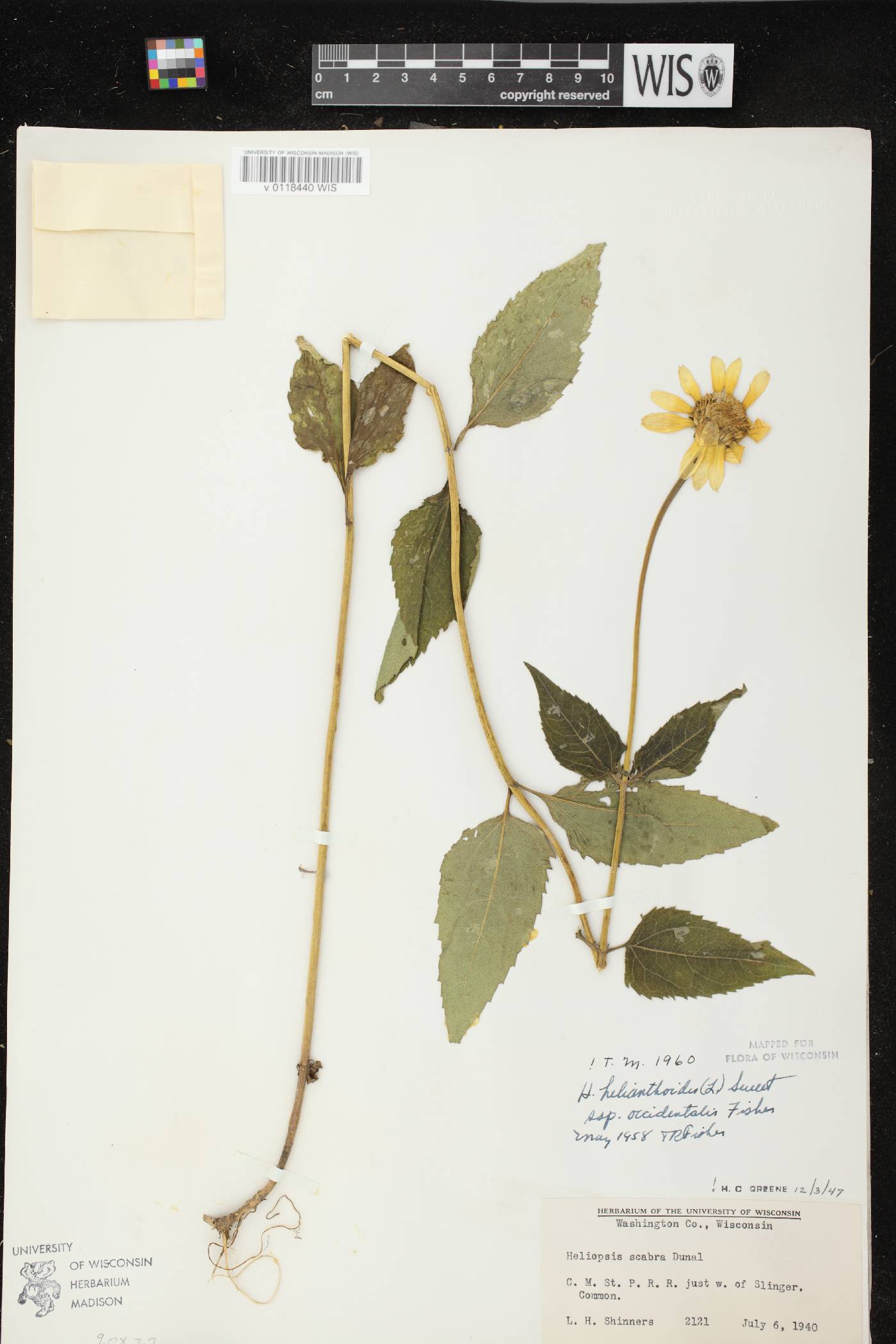 Heliopsis helianthoides image