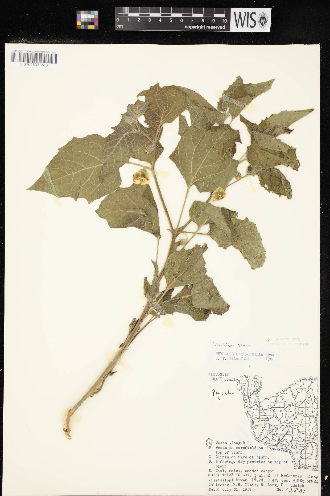 Physalis heterophylla var. heterophylla image