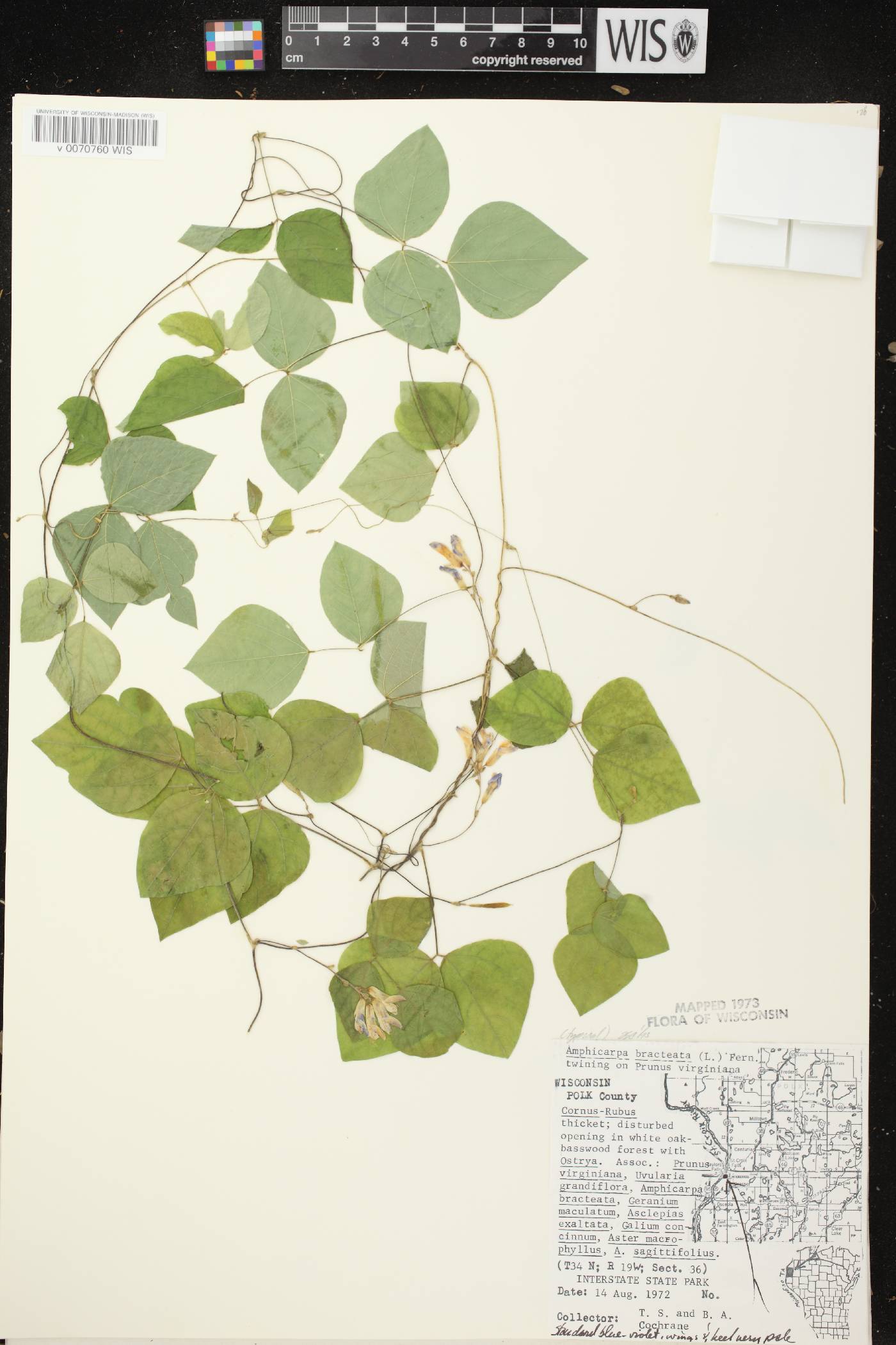 Amphicarpaea bracteata image