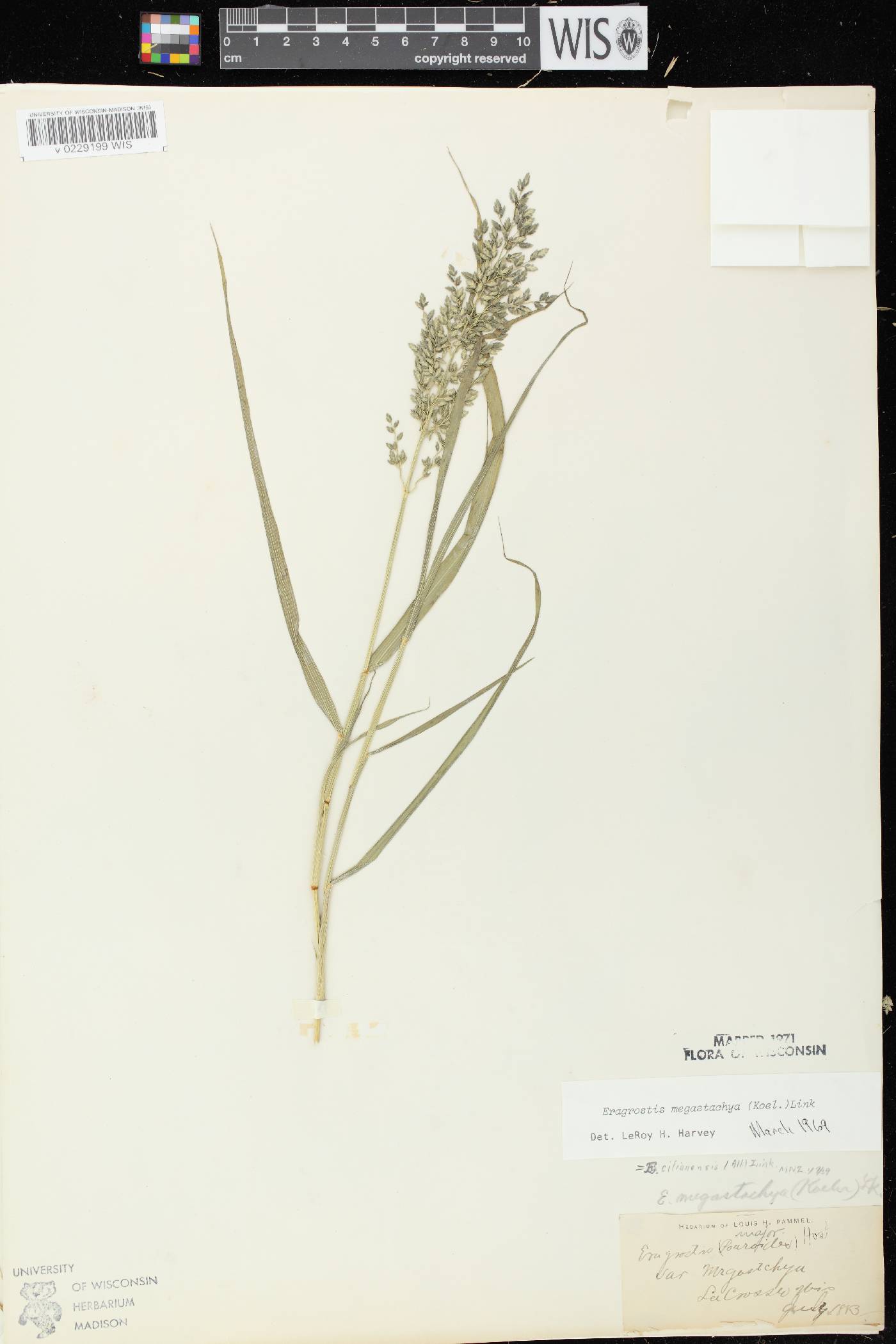 Eragrostis cilianensis image