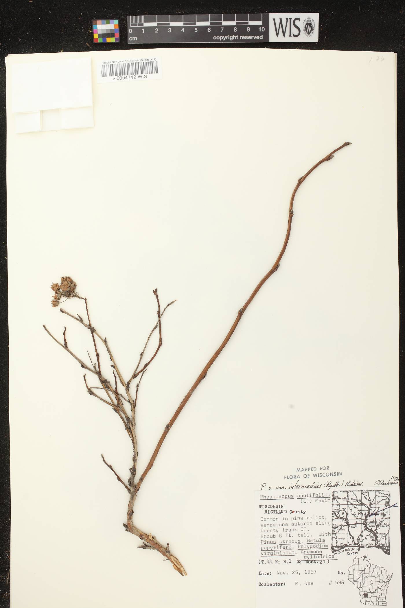 Physocarpus intermedius image