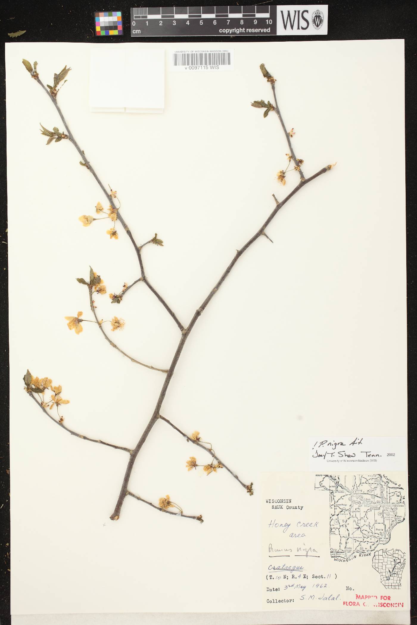 Prunus nigra image