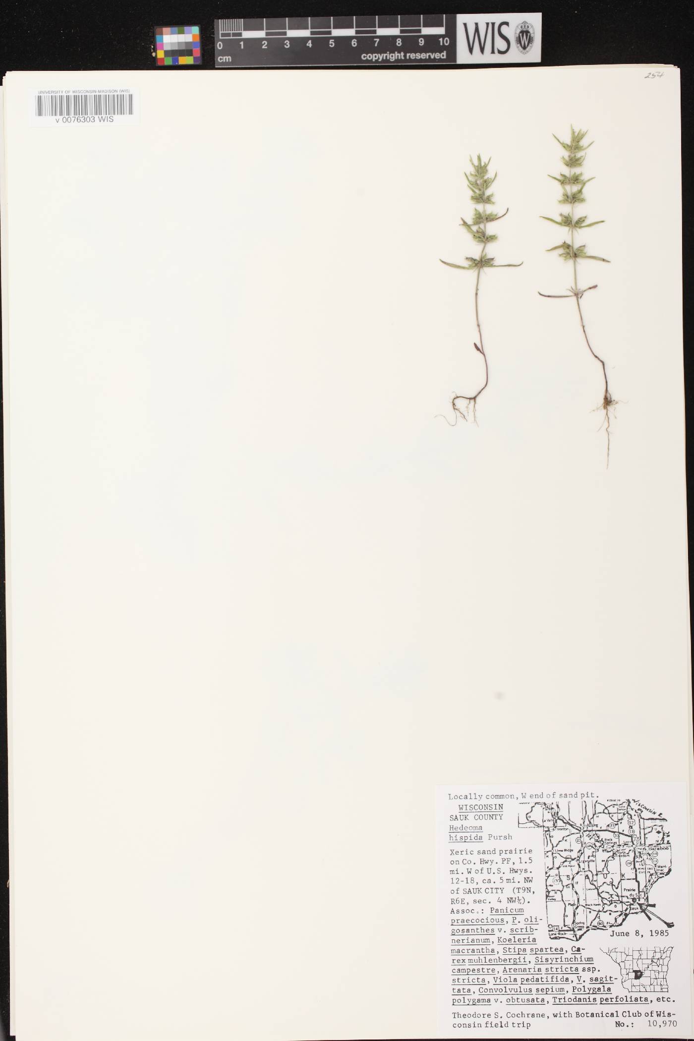 Hedeoma hispida image