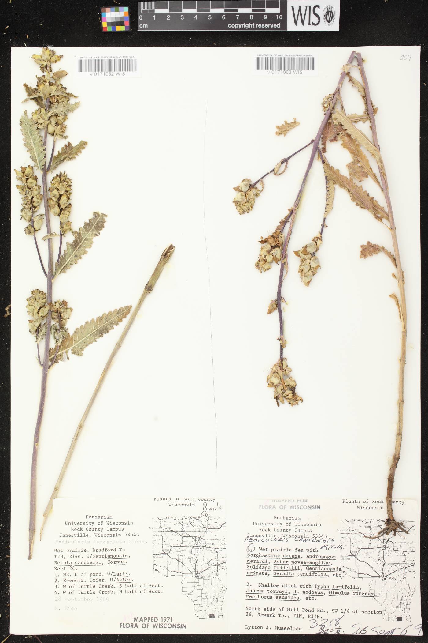 Pedicularis lanceolata image