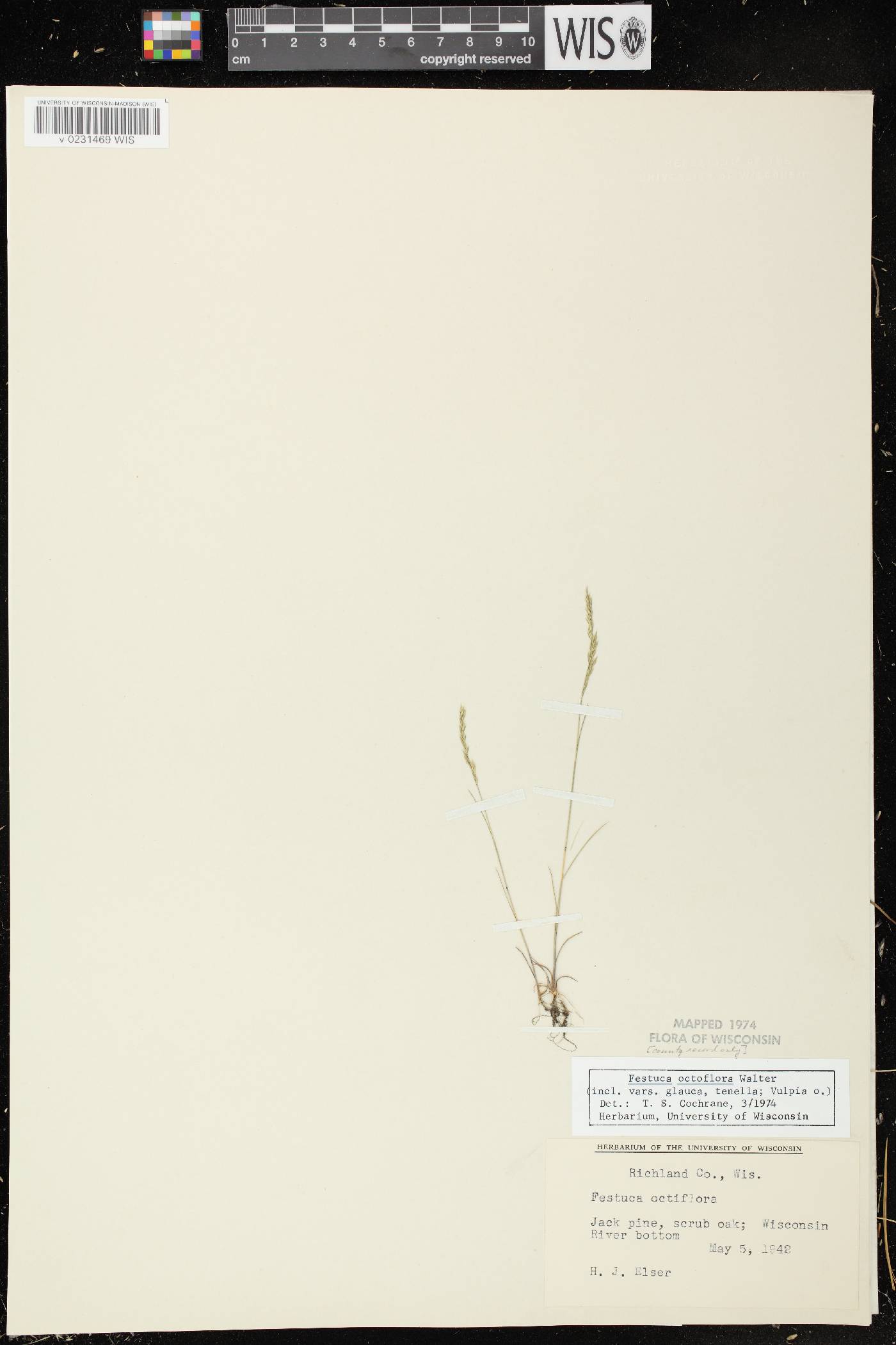 Festuca octoflora image