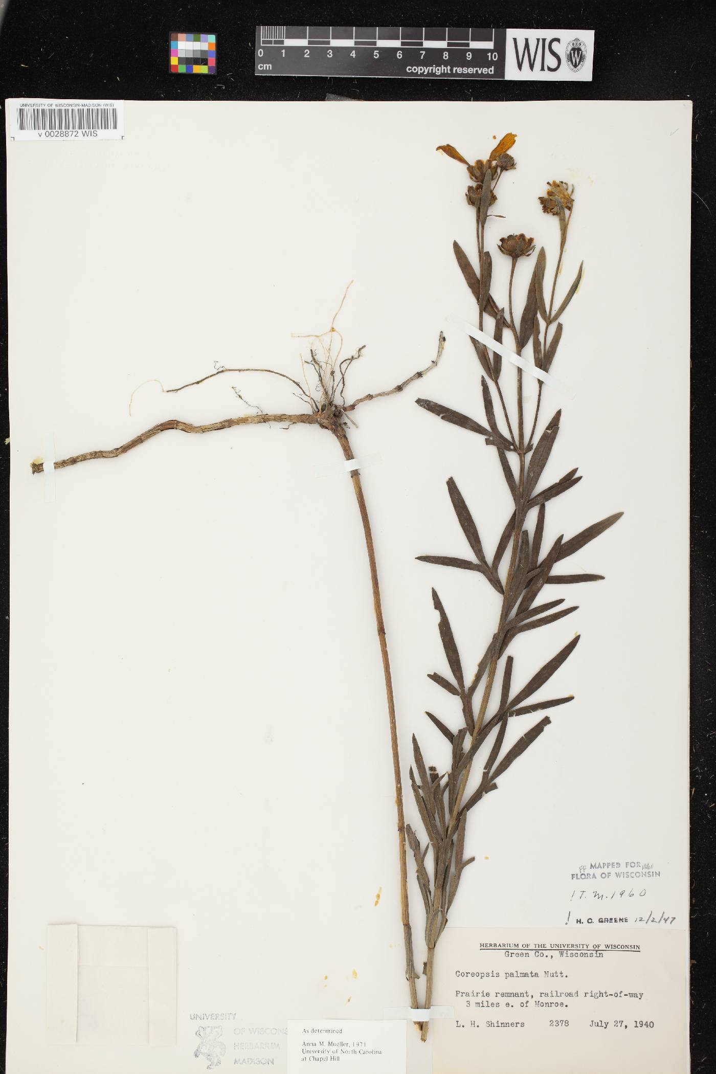Coreopsis palmata image